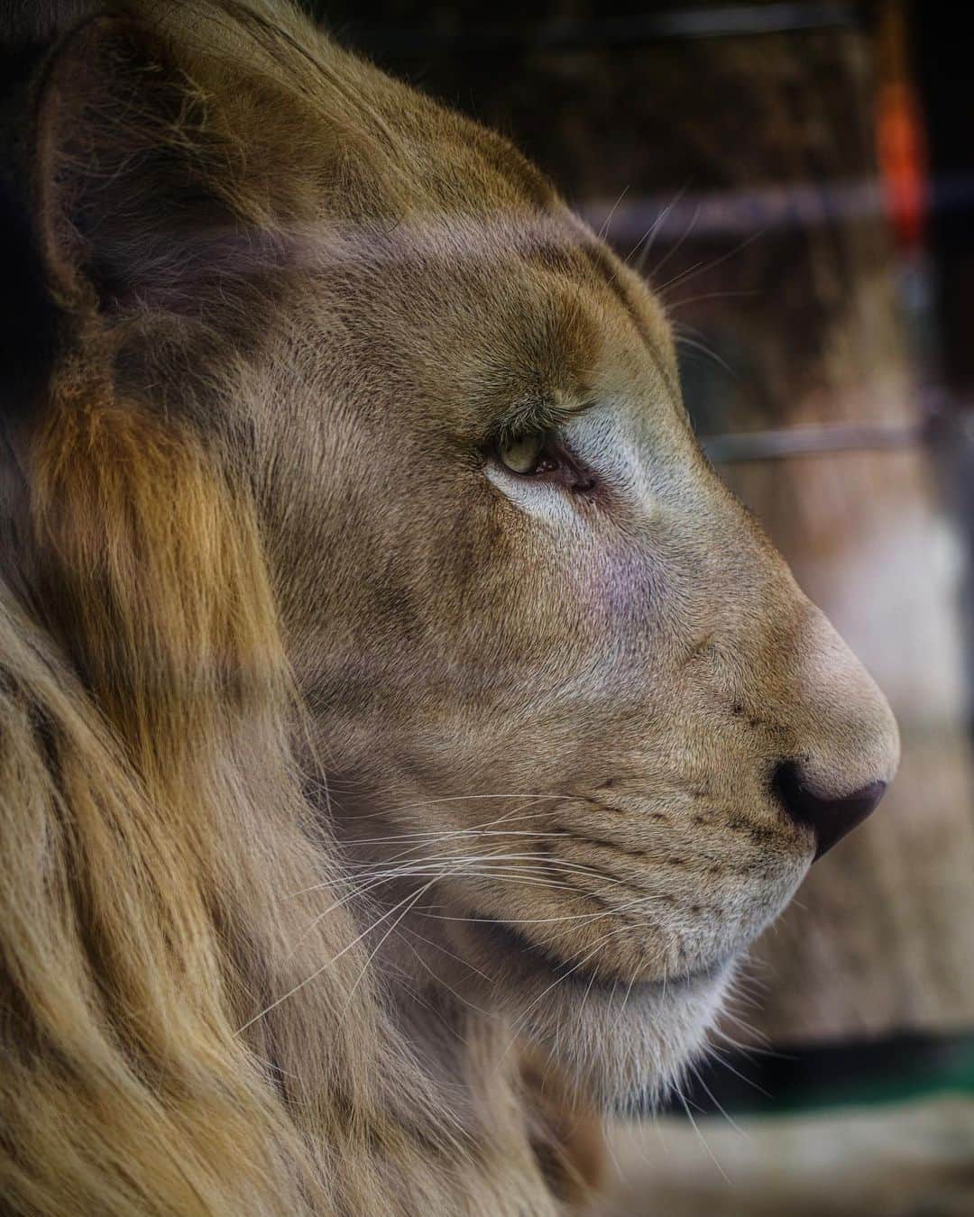 Takefumi Tezkaのインスタグラム：「＊横顔が美しい🦁 ＊ ＊  #photo_shorttrip #東京カメラ部 #tokyocameraclub  #bestplacestogo #living_destinations #art_of_japan_ #beautifuldestinations   #super_japan_channel  #awesome_photographers  #team_jp_ #hubs_united #wonderful_places #discover_earth #impressive_gallery #earthfocus #lovers_amazing_group」