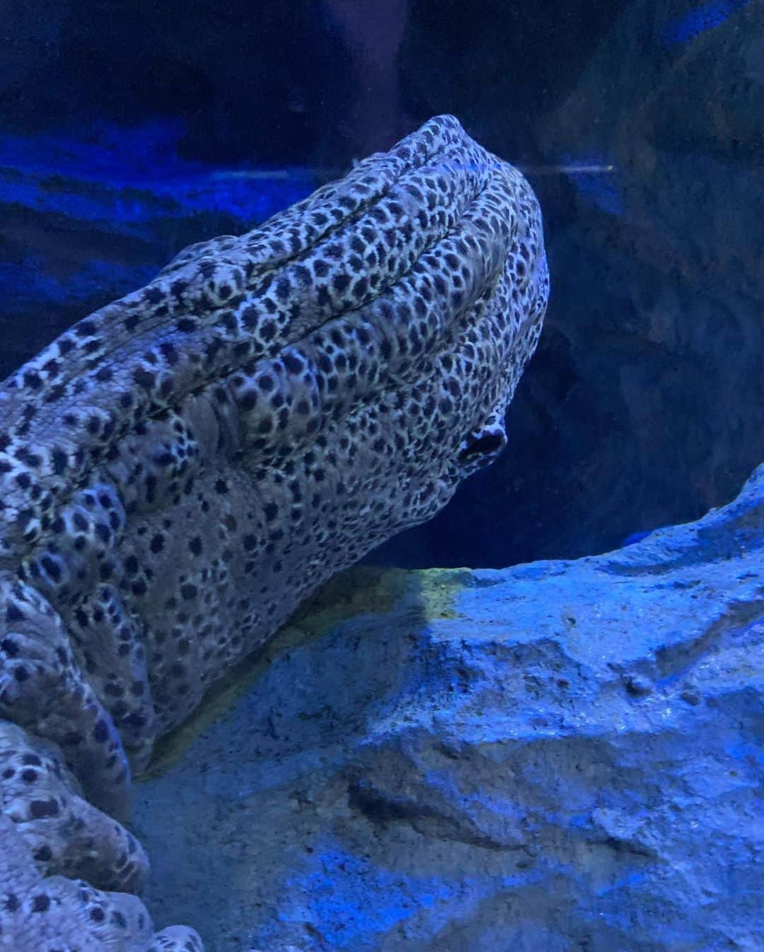 小川夏果さんのインスタグラム写真 - (小川夏果Instagram)「タコちゃん🐙 #singaporeaquarium #singapore #水族館 🐠🐟💛このタコ最近よく見る。可愛い。地味にリバーシブル。シンガポールは英語も中国語も通じるからめっちゃ居心地良かった。また行きたい国Best3」6月21日 10時45分 - ogawanachu