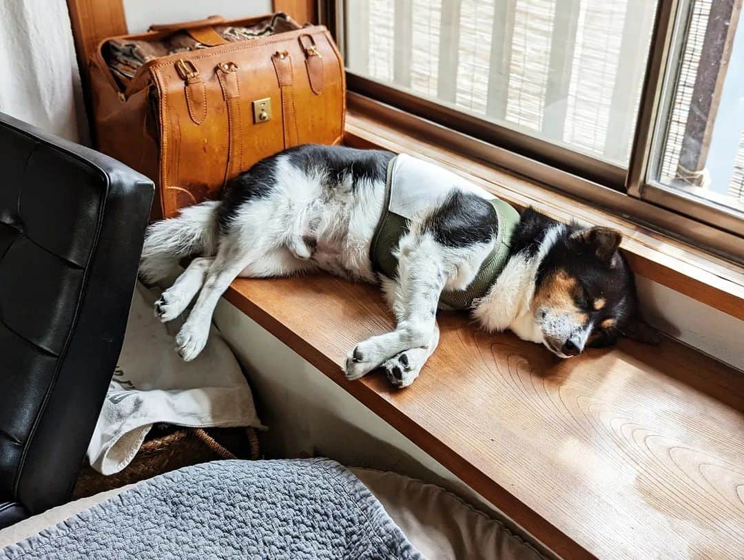 tamiさんのインスタグラム写真 - (tamiInstagram)「* #マッシュとレノン *  レノンの服の丈が短いのも 一緒のベッドで寝てるのも ここにアレが！ってなってるのも 出窓で寝てる脚がはみ出てるのも 後ろ姿の寝姿も 首がグニってなってるのも  全部可愛いね🤗  * #犬との暮らし#犬のいる暮らし #愛犬のいる生活#犬のいる生活 #保護犬#里親#元保護犬#犬バカ部 #フレンチブルドッグ#雑種犬」6月21日 10時47分 - tami_73