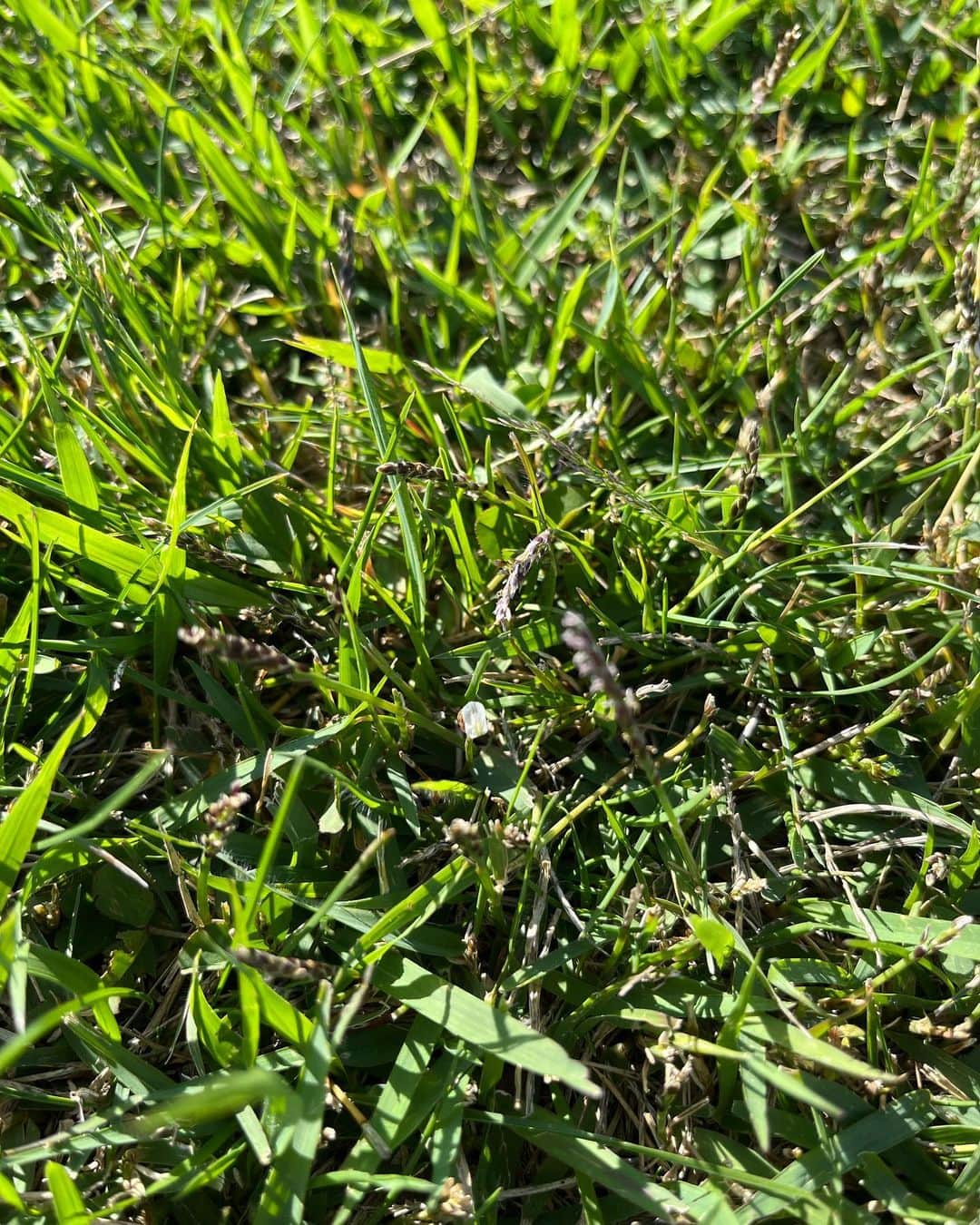 馬場典子さんのインスタグラム写真 - (馬場典子Instagram)「しゃがみこんで何をしているかと言うと…  芝生の芽を撮っていました。  これがある季節のゴルフは大変らしいです（笑）  #馬場典子 #ばばちゃんネル」6月21日 10時48分 - baba_channel