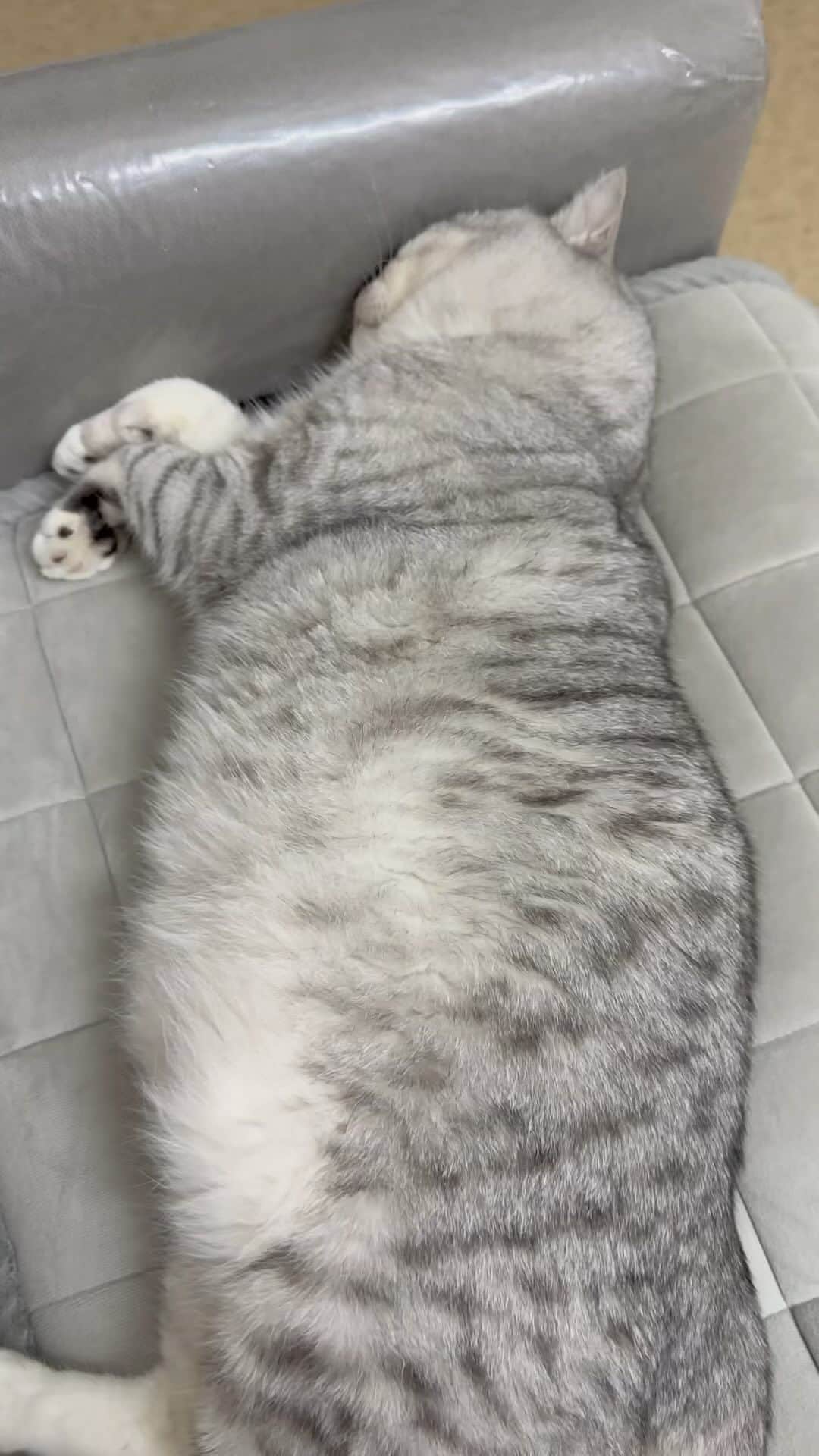 Aww Clubのインスタグラム