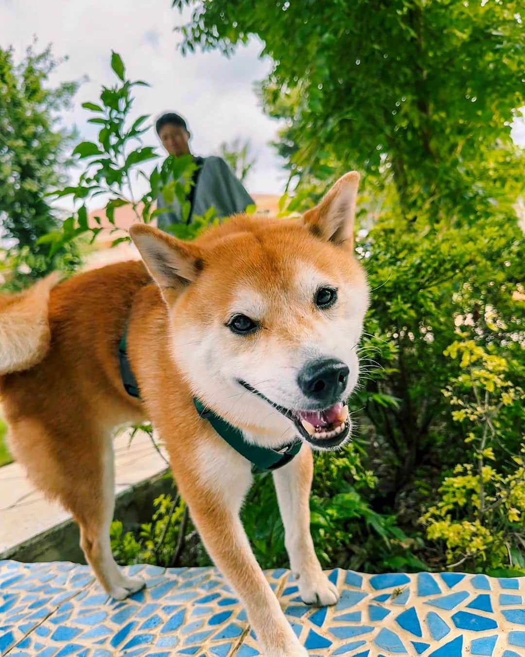 大山加奈さんのインスタグラム写真 - (大山加奈Instagram)「🐕💓 ひさしぶりのドギーズに テンション上がりまくりだっただいずくん。 . . ずっと雨予報だったり 30度予想だったのが 晴れた上にわんこもお外で遊べる気候に‼︎‼︎‼︎‼︎ ついてましたーーー✨✨ ほんとよかったー☺️‼︎‼︎ だいずくんの日頃の行いだね💓  . . #だいず #だいず🐕💓 #豆柴 #豆柴部  #柴犬 #しばいぬ  #犬のいる暮らし#🐶 #🐕#いぬすたぐらむ #ワンスタグラム #しばすたぐらむ #mameshiba#shibainu#shibastagram #柴犬好きさんと繋がりたい #柴犬のいる暮らし #柴犬ライフ#ドギーズアイランド」6月21日 11時45分 - kanaoyama0619