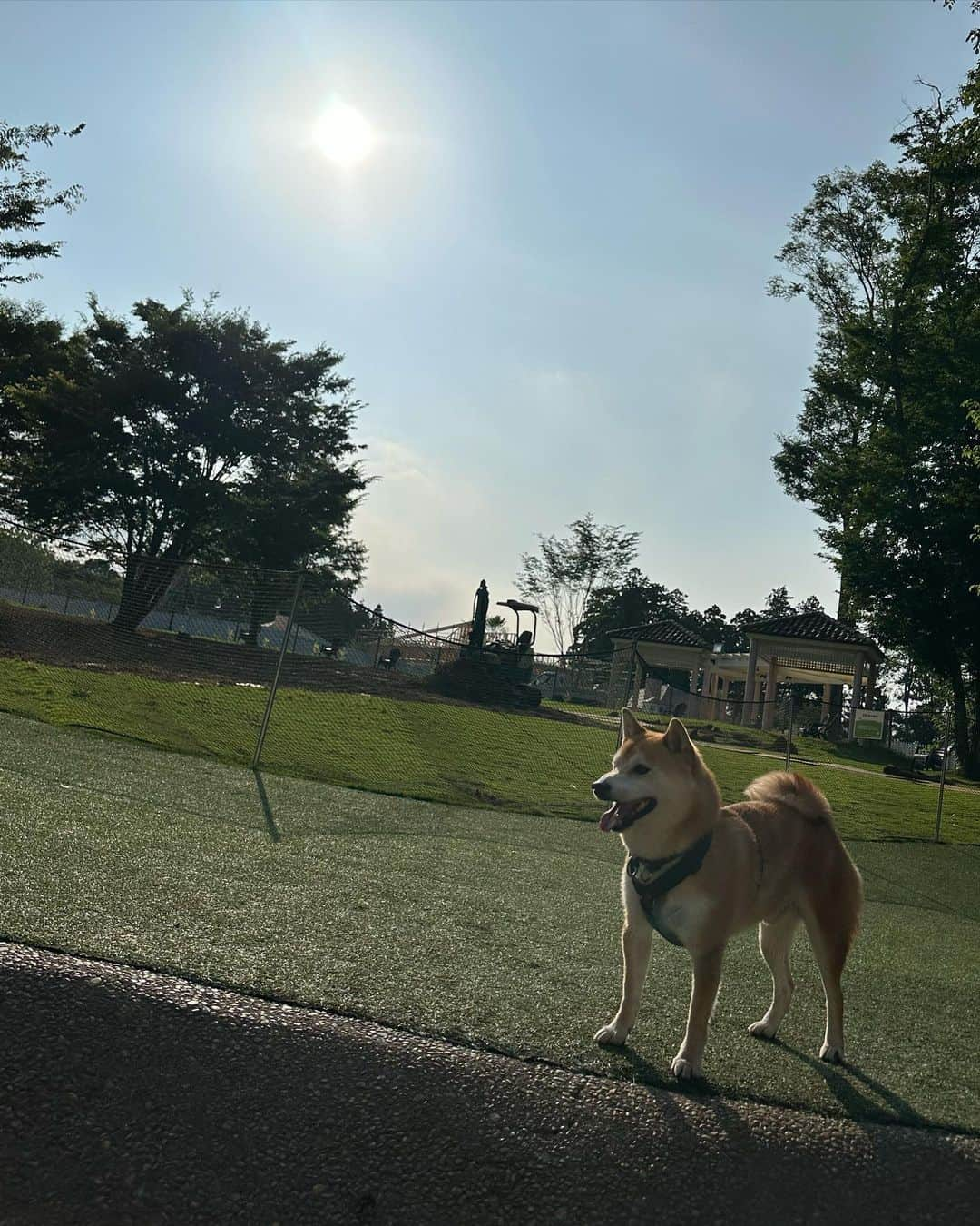 大山加奈さんのインスタグラム写真 - (大山加奈Instagram)「🐕💓 ひさしぶりのドギーズに テンション上がりまくりだっただいずくん。 . . ずっと雨予報だったり 30度予想だったのが 晴れた上にわんこもお外で遊べる気候に‼︎‼︎‼︎‼︎ ついてましたーーー✨✨ ほんとよかったー☺️‼︎‼︎ だいずくんの日頃の行いだね💓  . . #だいず #だいず🐕💓 #豆柴 #豆柴部  #柴犬 #しばいぬ  #犬のいる暮らし#🐶 #🐕#いぬすたぐらむ #ワンスタグラム #しばすたぐらむ #mameshiba#shibainu#shibastagram #柴犬好きさんと繋がりたい #柴犬のいる暮らし #柴犬ライフ#ドギーズアイランド」6月21日 11時45分 - kanaoyama0619