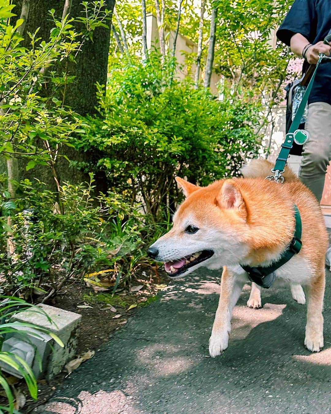 大山加奈さんのインスタグラム写真 - (大山加奈Instagram)「🐕💓 ひさしぶりのドギーズに テンション上がりまくりだっただいずくん。 . . ずっと雨予報だったり 30度予想だったのが 晴れた上にわんこもお外で遊べる気候に‼︎‼︎‼︎‼︎ ついてましたーーー✨✨ ほんとよかったー☺️‼︎‼︎ だいずくんの日頃の行いだね💓  . . #だいず #だいず🐕💓 #豆柴 #豆柴部  #柴犬 #しばいぬ  #犬のいる暮らし#🐶 #🐕#いぬすたぐらむ #ワンスタグラム #しばすたぐらむ #mameshiba#shibainu#shibastagram #柴犬好きさんと繋がりたい #柴犬のいる暮らし #柴犬ライフ#ドギーズアイランド」6月21日 11時45分 - kanaoyama0619