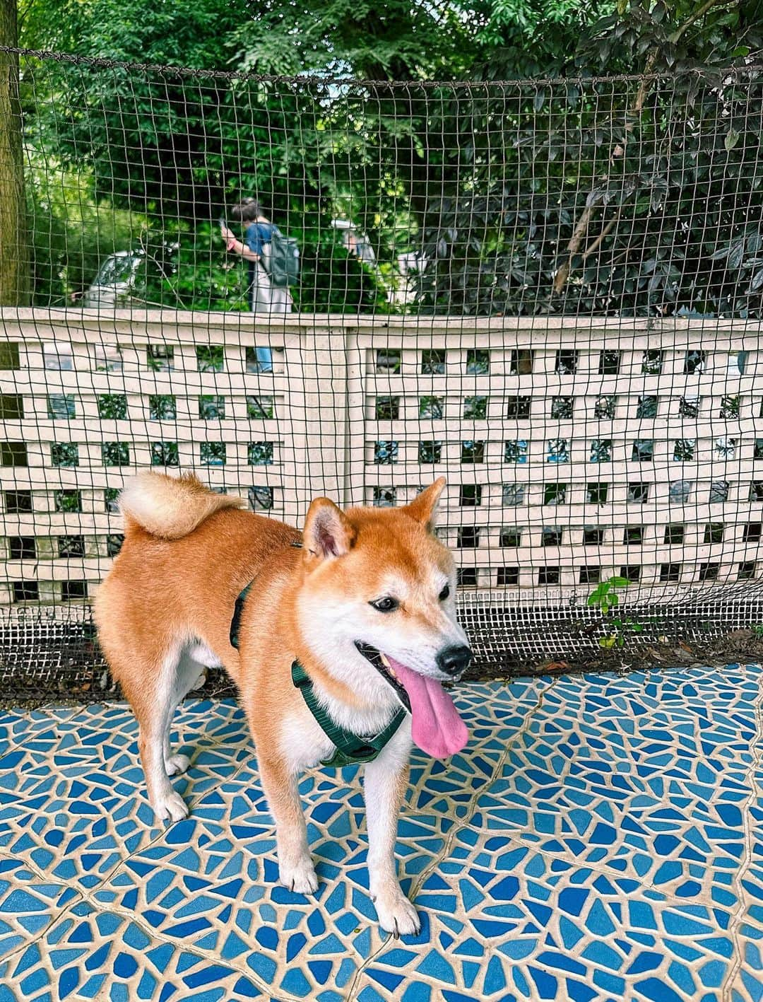 大山加奈さんのインスタグラム写真 - (大山加奈Instagram)「🐕💓 ひさしぶりのドギーズに テンション上がりまくりだっただいずくん。 . . ずっと雨予報だったり 30度予想だったのが 晴れた上にわんこもお外で遊べる気候に‼︎‼︎‼︎‼︎ ついてましたーーー✨✨ ほんとよかったー☺️‼︎‼︎ だいずくんの日頃の行いだね💓  . . #だいず #だいず🐕💓 #豆柴 #豆柴部  #柴犬 #しばいぬ  #犬のいる暮らし#🐶 #🐕#いぬすたぐらむ #ワンスタグラム #しばすたぐらむ #mameshiba#shibainu#shibastagram #柴犬好きさんと繋がりたい #柴犬のいる暮らし #柴犬ライフ#ドギーズアイランド」6月21日 11時45分 - kanaoyama0619