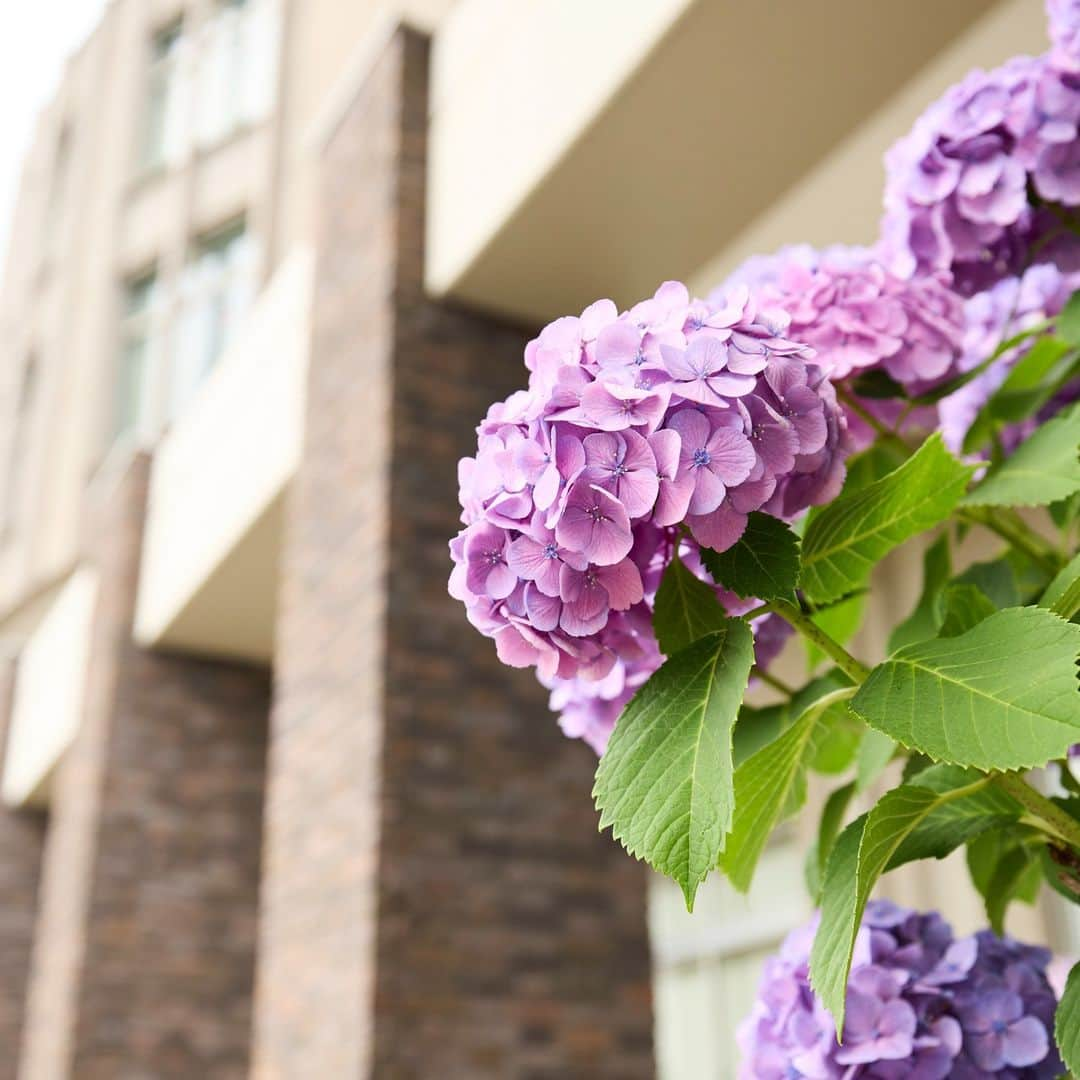 立教大学さんのインスタグラム写真 - (立教大学Instagram)「明日から再び雨模様のようです。梅雨時ならではの景色を楽しめますね。 #rikkyouniversity #niiza #新座キャンパス #立教 #立教大学 #紫陽花」6月21日 12時08分 - rikkyouniv