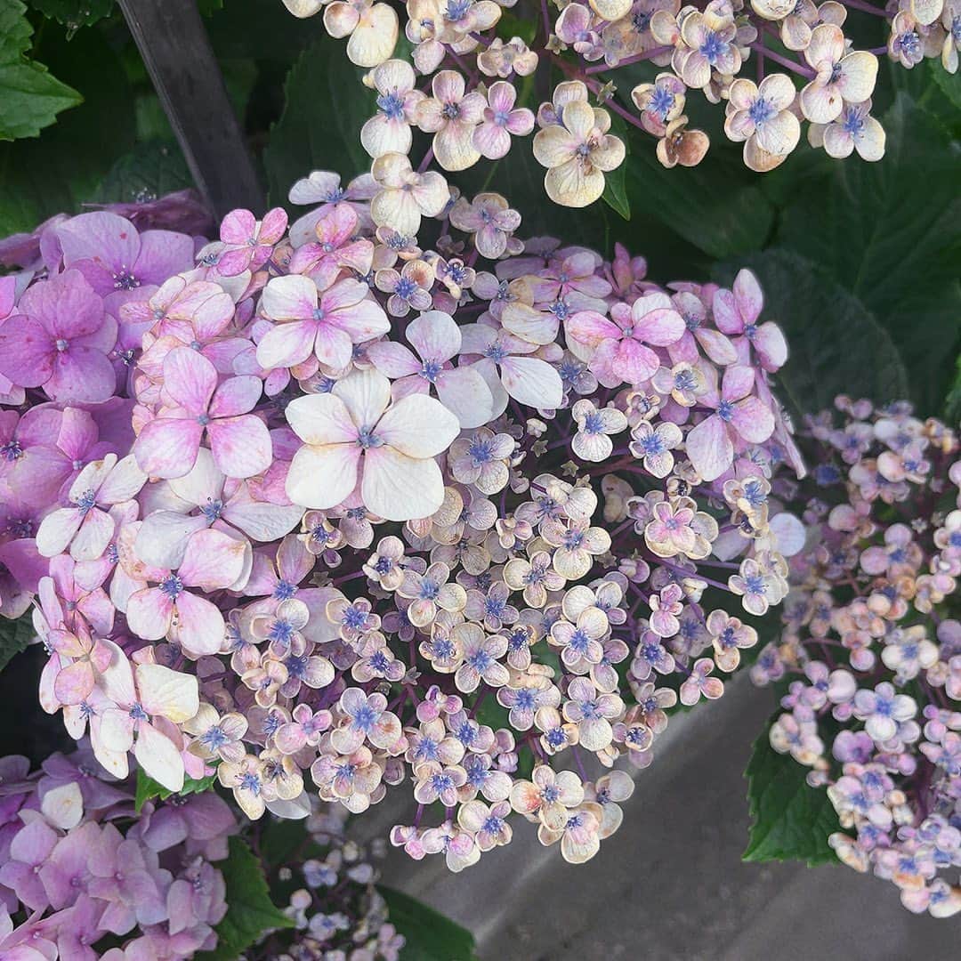 竹本茉莉のインスタグラム：「. 今年の紫陽花コレクションです☂️」