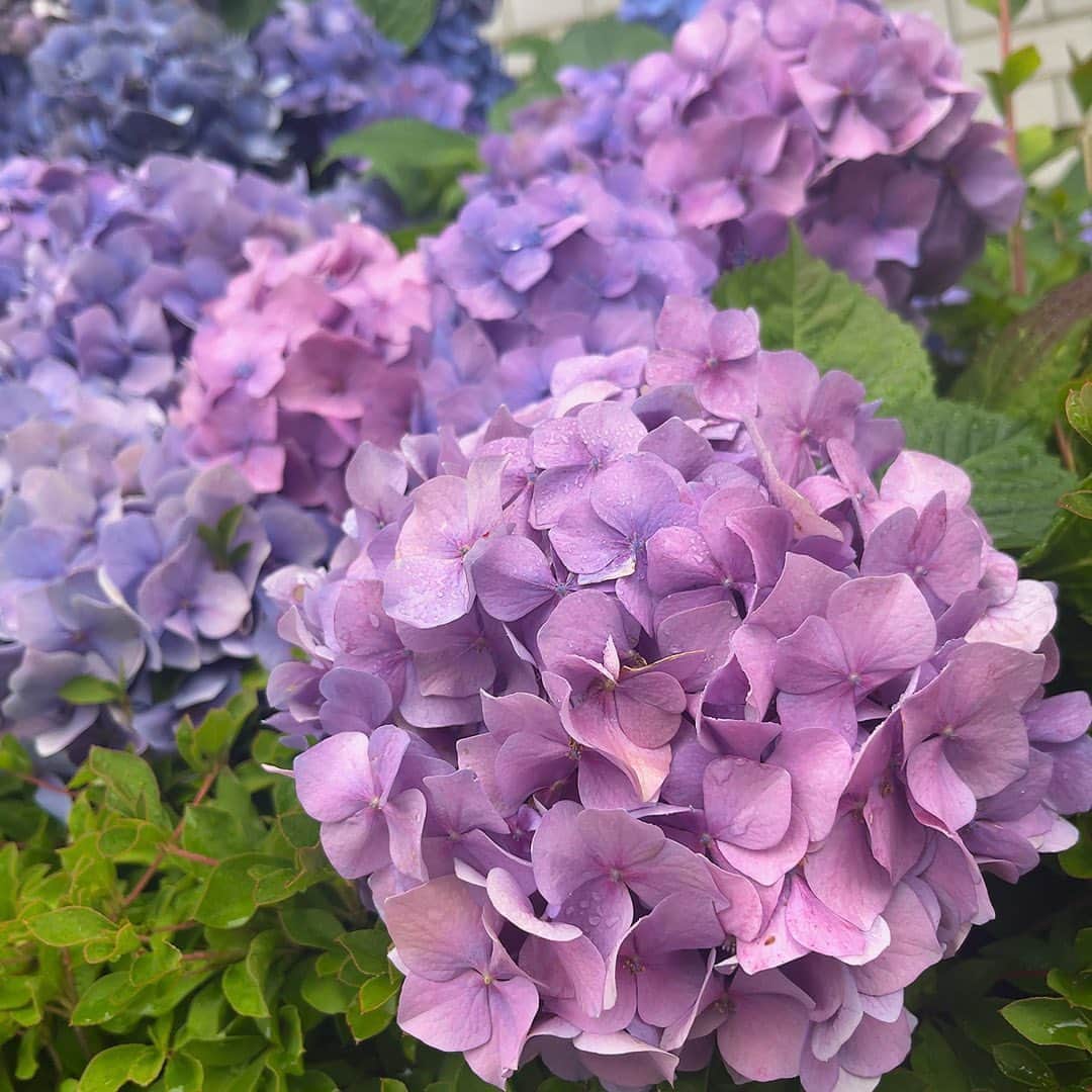 竹本茉莉さんのインスタグラム写真 - (竹本茉莉Instagram)「. 今年の紫陽花コレクションです☂️」6月21日 12時44分 - matsuri_morikawa