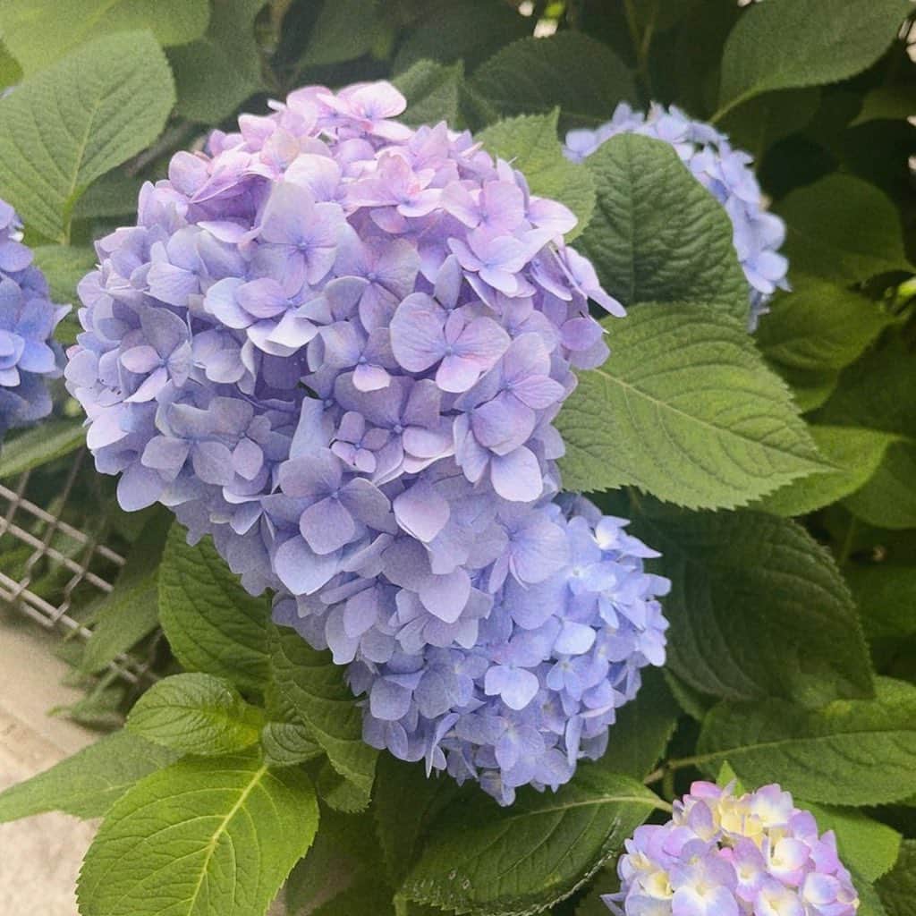 竹本茉莉さんのインスタグラム写真 - (竹本茉莉Instagram)「. 今年の紫陽花コレクションです☂️」6月21日 12時44分 - matsuri_morikawa