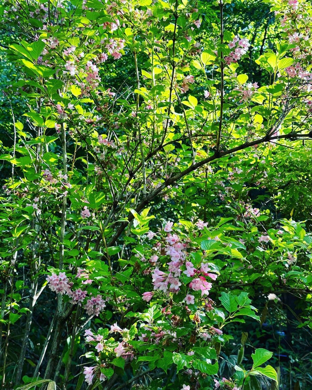 山崎陽子さんのインスタグラム写真 - (山崎陽子Instagram)「夏至 6月の森は賑やか🌳 ドウダンツツジが満開。ウツギや野バラ、 オダマキ、センノウ、小さな山野草たちも時を得て。 #八ヶ岳の日々 #ドウダンツツジ#満天星躑躅#灯台躑躅  うちのドウダンは赤と白」6月21日 13時06分 - yhyamasaki