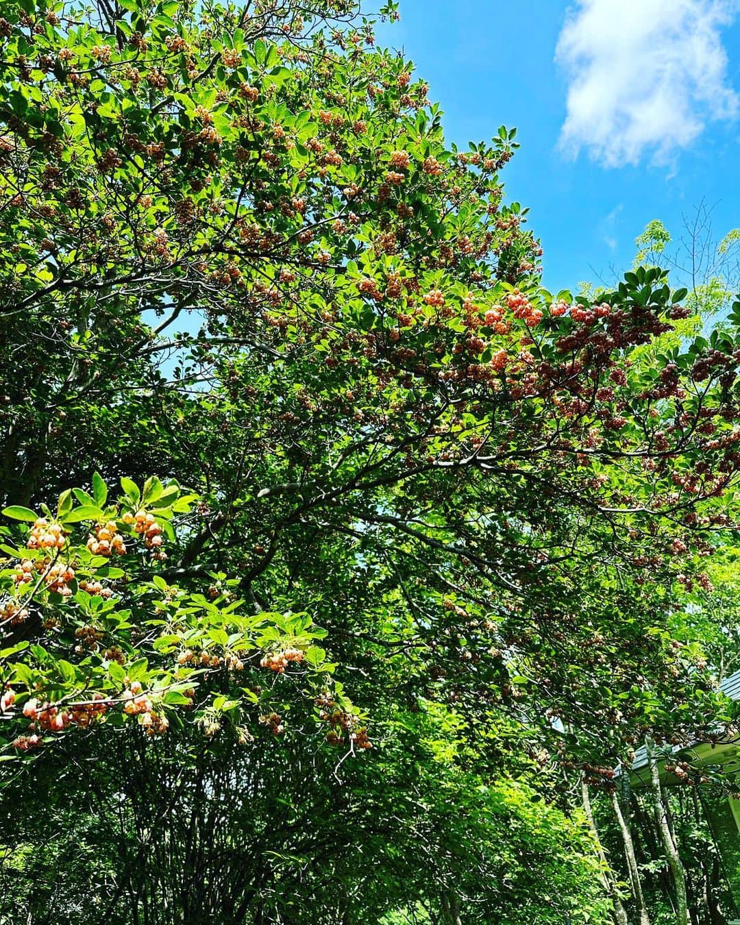 山崎陽子さんのインスタグラム写真 - (山崎陽子Instagram)「夏至 6月の森は賑やか🌳 ドウダンツツジが満開。ウツギや野バラ、 オダマキ、センノウ、小さな山野草たちも時を得て。 #八ヶ岳の日々 #ドウダンツツジ#満天星躑躅#灯台躑躅  うちのドウダンは赤と白」6月21日 13時06分 - yhyamasaki