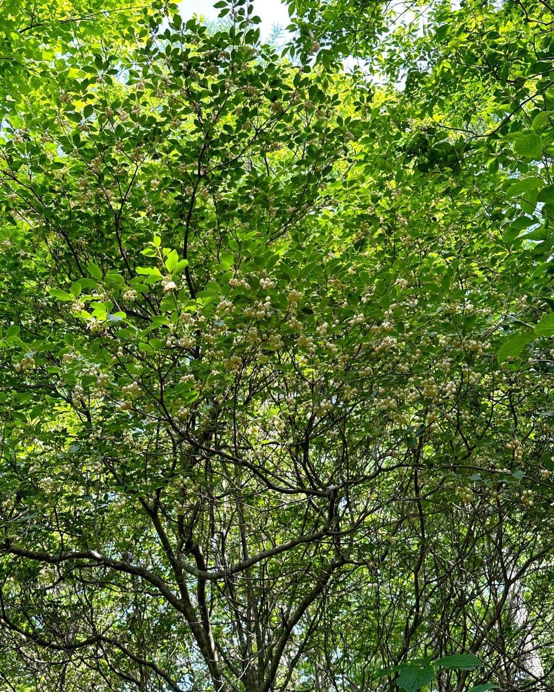 山崎陽子さんのインスタグラム写真 - (山崎陽子Instagram)「夏至 6月の森は賑やか🌳 ドウダンツツジが満開。ウツギや野バラ、 オダマキ、センノウ、小さな山野草たちも時を得て。 #八ヶ岳の日々 #ドウダンツツジ#満天星躑躅#灯台躑躅  うちのドウダンは赤と白」6月21日 13時06分 - yhyamasaki