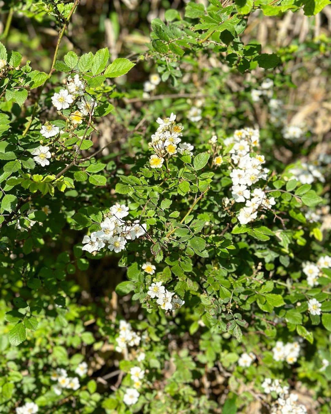 山崎陽子さんのインスタグラム写真 - (山崎陽子Instagram)「夏至 6月の森は賑やか🌳 ドウダンツツジが満開。ウツギや野バラ、 オダマキ、センノウ、小さな山野草たちも時を得て。 #八ヶ岳の日々 #ドウダンツツジ#満天星躑躅#灯台躑躅  うちのドウダンは赤と白」6月21日 13時06分 - yhyamasaki