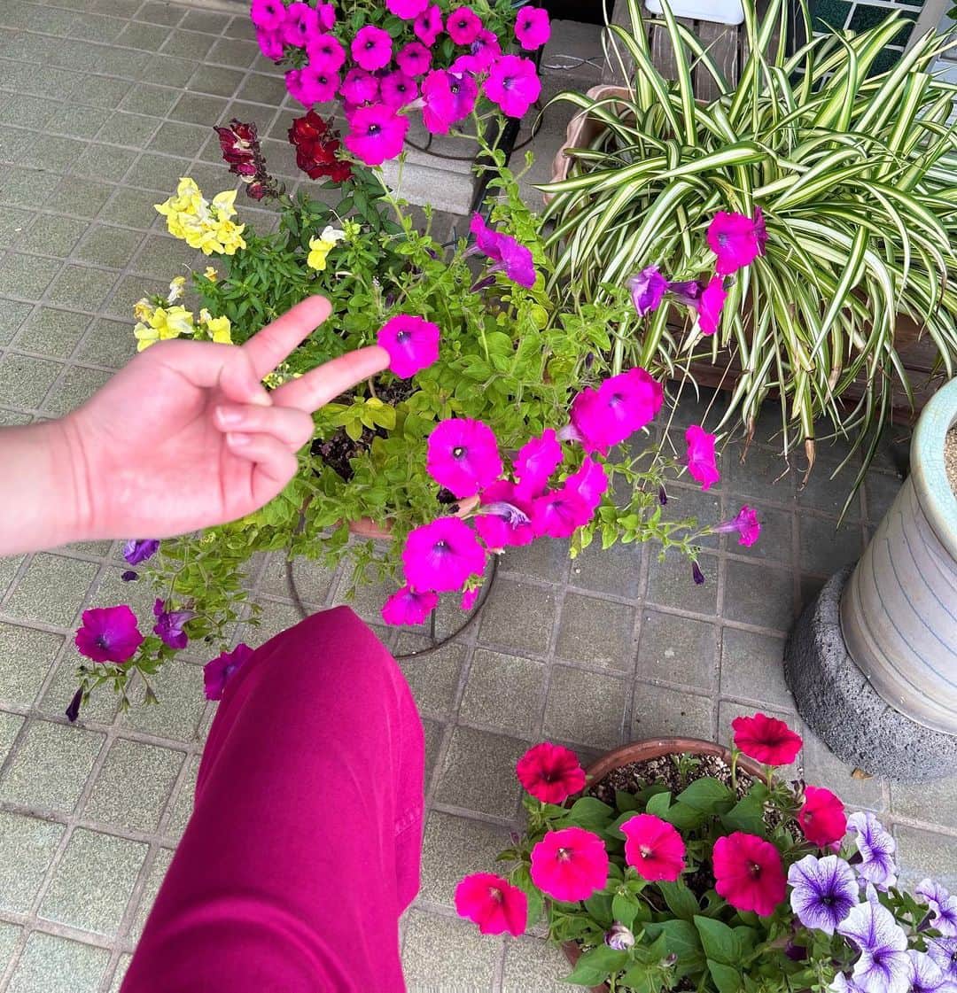 のインスタグラム：「. おばあちゃんちに咲いとったサフィニアの色が ズボンの色と似とったけん撮った🩷 w/弟の✌️」