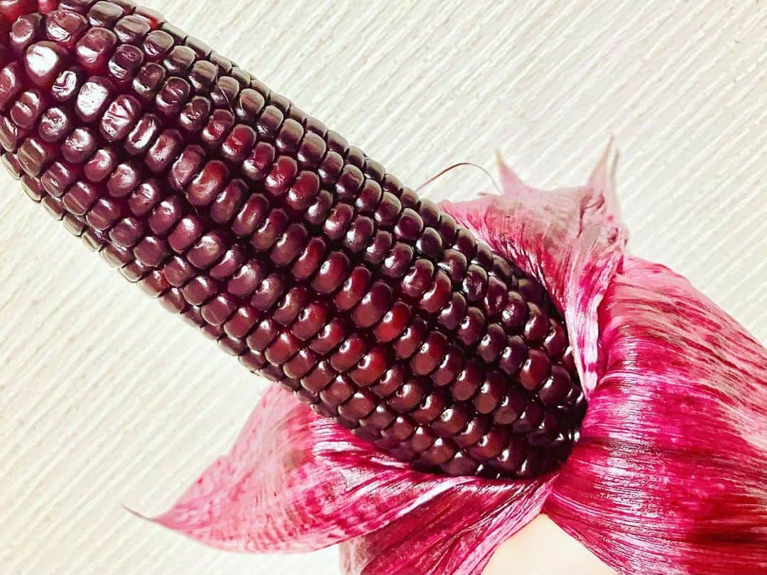常盤よしこのインスタグラム：「赤いスイートコーン🌽 大和ルージュ😊 鶴屋で発見〜♫ 糯感もあり優しい甘さ♫ 中の色も綺麗〜  #大和ルージュ#赤いスイートコーン#赤いスイートコーンはルビー色#赤いのはアントシアニン#七城町#ドレスアップ農家」