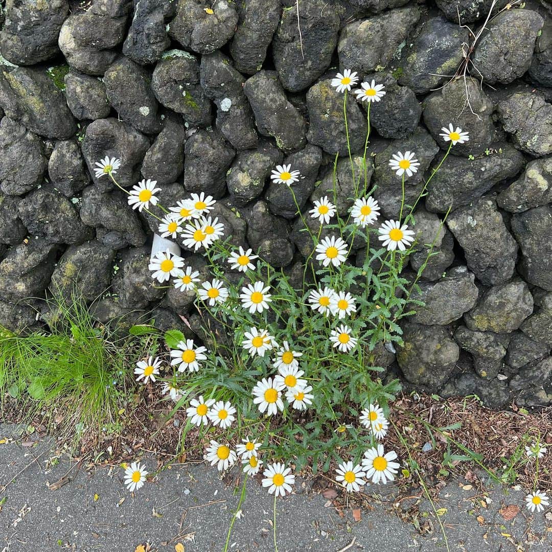 雨宮凜々子のインスタグラム：「ふらわーず💐」
