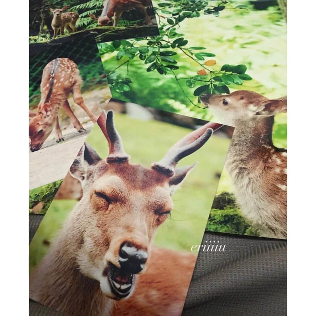 vivipriさんのインスタグラム写真 - (vivipriInstagram)「. ■本日の1枚は @eriiiiu さんのご投稿です😊 . 奈良公園の鹿さんの魅力をパチリ📷✨ 手前のお写真は、ニッコリと 微笑んでいるようにも見えますね💖 フレームに入れると、温かみのある仕上がりに…♪ . vivipri公式Instagramでは #vivipri #ビビプリ でご投稿いただいた お写真をご紹介中♪ . #写真プリント #動物写真 #アニマルフォト #奈良公園の鹿 #鹿スタグラム #小鹿 #鹿活 #わたしは奈良派 #奈良が好き  #動物好きな人と繋がりたい #動物好き #奈良公園」6月21日 14時01分 - vivipri.co.jp