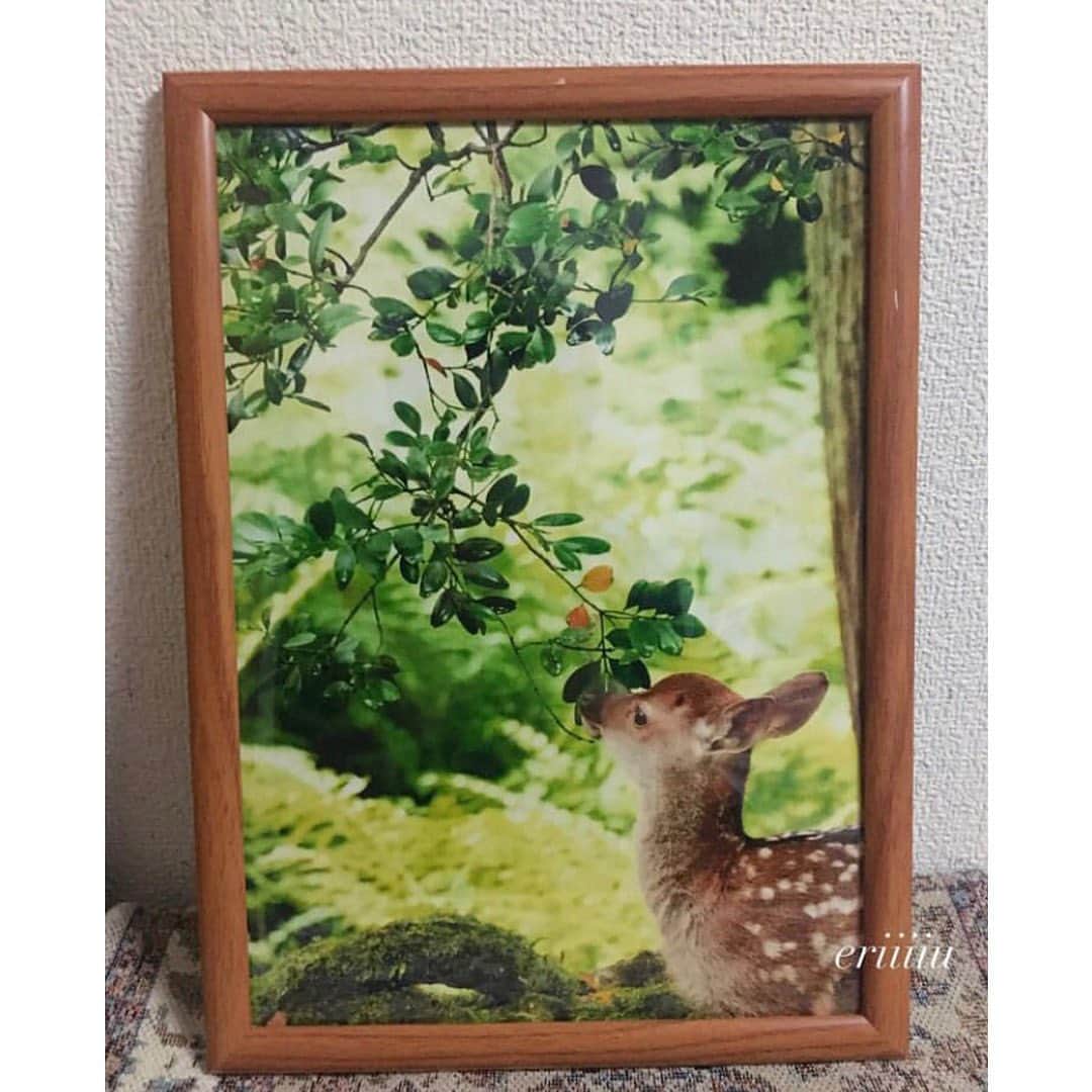 vivipriさんのインスタグラム写真 - (vivipriInstagram)「. ■本日の1枚は @eriiiiu さんのご投稿です😊 . 奈良公園の鹿さんの魅力をパチリ📷✨ 手前のお写真は、ニッコリと 微笑んでいるようにも見えますね💖 フレームに入れると、温かみのある仕上がりに…♪ . vivipri公式Instagramでは #vivipri #ビビプリ でご投稿いただいた お写真をご紹介中♪ . #写真プリント #動物写真 #アニマルフォト #奈良公園の鹿 #鹿スタグラム #小鹿 #鹿活 #わたしは奈良派 #奈良が好き  #動物好きな人と繋がりたい #動物好き #奈良公園」6月21日 14時01分 - vivipri.co.jp