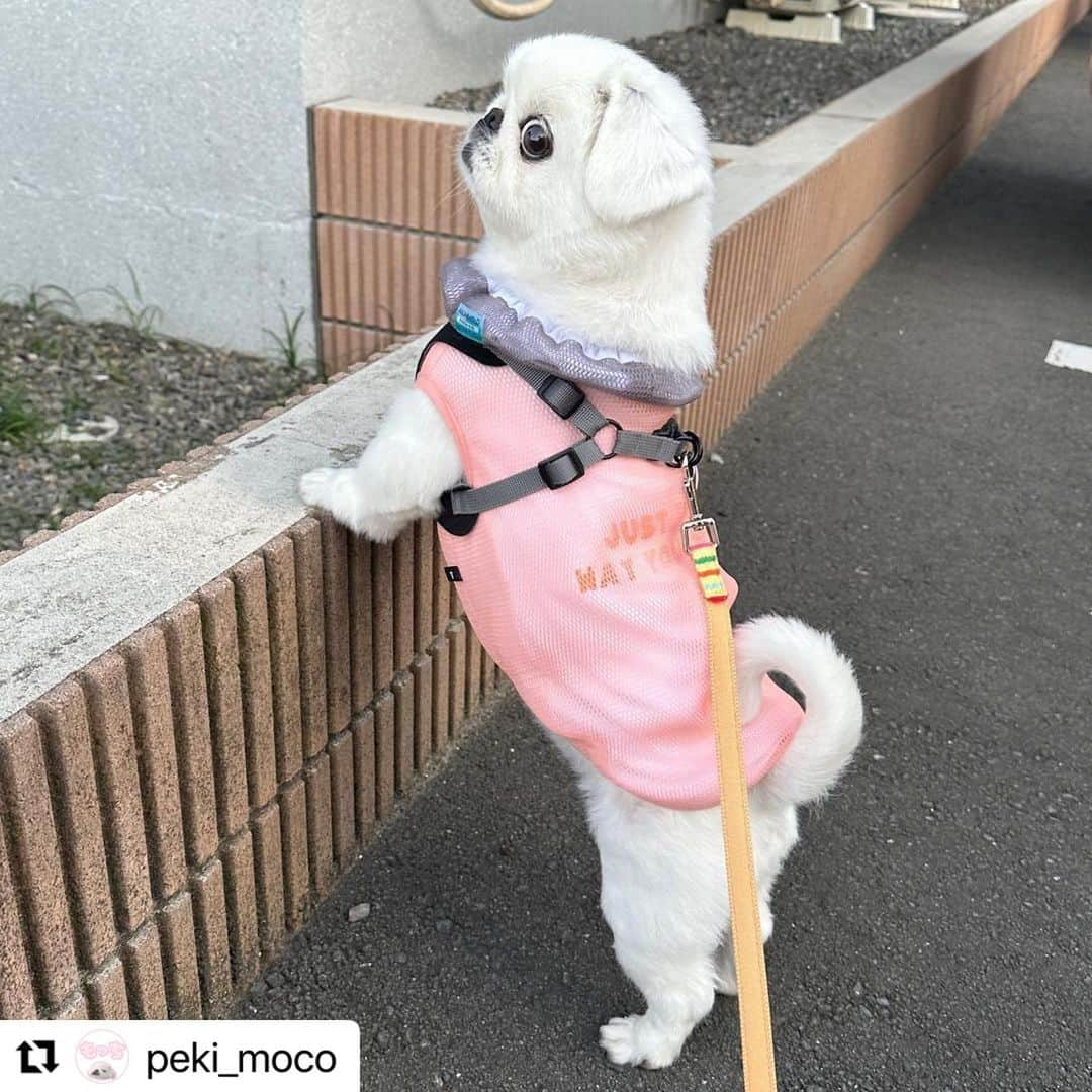 iDog&iCatのインスタグラム