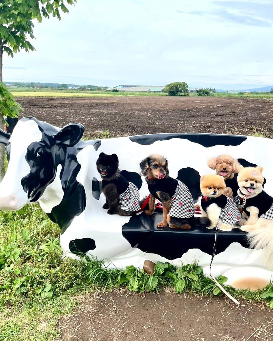 中野佑美のインスタグラム：「ココなっつお出かけ🚗💨 in 金沢／牧場🐄🐮  海🌊の後は　丘だよ〜😆  牛の上で勢揃い、、 これ又　大変でした😅  子まむぎちゃん　待たせてごめんね〜 ダメダメココなっつ&小春でした💦  動画は 牛さん馬さんに　果敢に挑む こなつさん‼︎  本当に何やっても笑える奴です😆  #ココなっつ #ココなっつおでかけ #ココなっつとお友達 #ココなっつ金沢 #ホリ牧場 #ポメラニアンのお友達 #ぽめらにあん #といぷーどる　#柴犬カット」