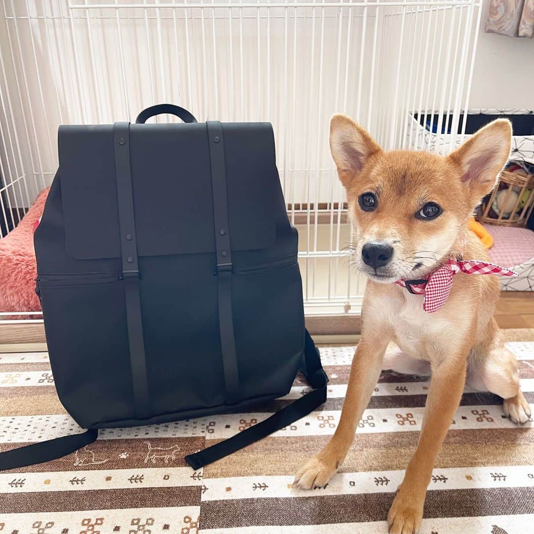 柴犬小春のインスタグラム