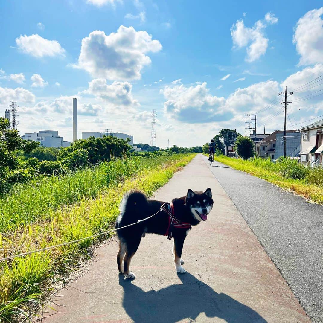 小川博永のインスタグラム：「今日は夏至か。  #ししまる爺さん  #今朝まる #ししまる #dog #dogs #柴犬 #黒柴」