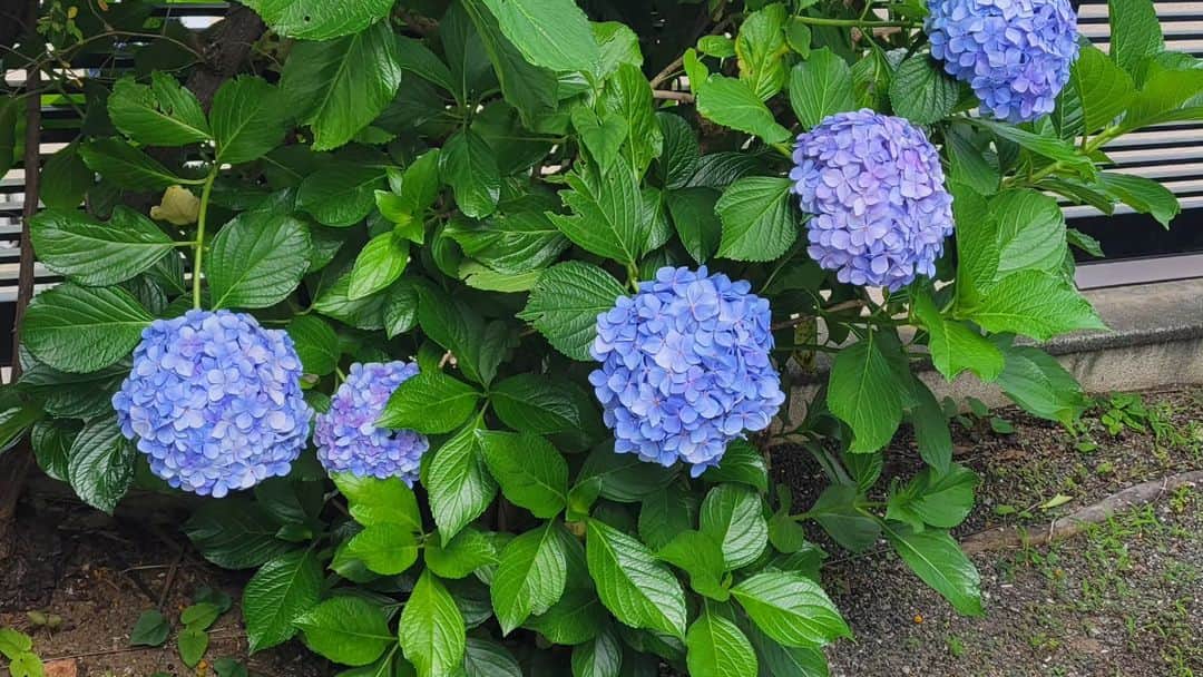 音無美紀子さんのインスタグラム写真 - (音無美紀子Instagram)「今日は夏至ですね。 どんより雲っていますけど、庭の紫陽花は誇らしげに大きな花を咲かせてる。 さて、久しぶりの我が家の朝。 休日をフル活用、あれして、これして、、、 ああ、忙しい。 夏至ですもの、いつまでも日が暮れないからね、 時間を有効に使いましょう🎵 #夏至 #今朝は人参のポタージュスープ #紫陽花」6月21日 14時49分 - mikikootonashi