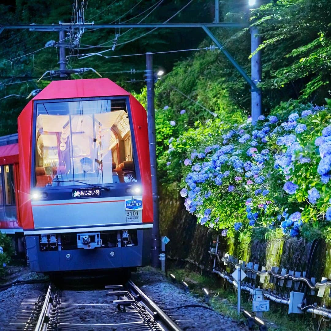 ハイアット リージェンシー 箱根 リゾート＆スパのインスタグラム：「初夏の箱根の風物詩「あじさい電車」🚋 はご存じですか？  箱根湯本駅から強羅までを走る箱根登山鉄道は、この時期「あじさい電車」と呼ばれていて、窓に触れそうなほど近くにあじさいを感じることができます。  さらに、期間限定で「夜のあじさい号」を運行中🌠  夜間にライトアップされた幻想的な雰囲気の中で紫陽花を是非お楽しみください。 📸  ４年ぶりの復活となる、この時期ならではの「夜のあじさい号」をぜひ楽しんでみませんか？  詳細は、箱根登山電車 ONLINE STORE公式Instagram（@hakone_tozan_railway）や、 HPをチェック ☛ https://www.hakonenavi.jp/topic/7051/  The Hakone Tozan Railway, which runs from Hakone-Yumoto Station to Gora, is called the "hydrang #might be able to feel the hydrangeas so close that as if its almost touch the windows. In addition, the "Night Hydrangea Train" is in operation for a limited time🌠  So, please enjoy the "Night Hydrangea train ", which is unique to this time of year and will be revived for the first time in four years!  For details, see Hakone Tozan Train official Instagram（@hakone_tozan_railway）or HP ☛ https://www.hakonenavi.jp/hakone-tozan/ajisai/night/  #hakone #箱根 #mountains #ホテル #リゾートホテル #日本 #japan #温泉#onsen #onsen♨️ #resort #luxury #hyattregencyhakone #ハイアットリージェンシー箱根 #hyatt #ハイアット #hyattregency #worldofhyatt #箱根ホテル #箱根旅行 #紫陽花 #あじさい #箱根登山鉄道 #あじさい電車 #夜のあじさい号 #ライトアップ #鉄道風景」