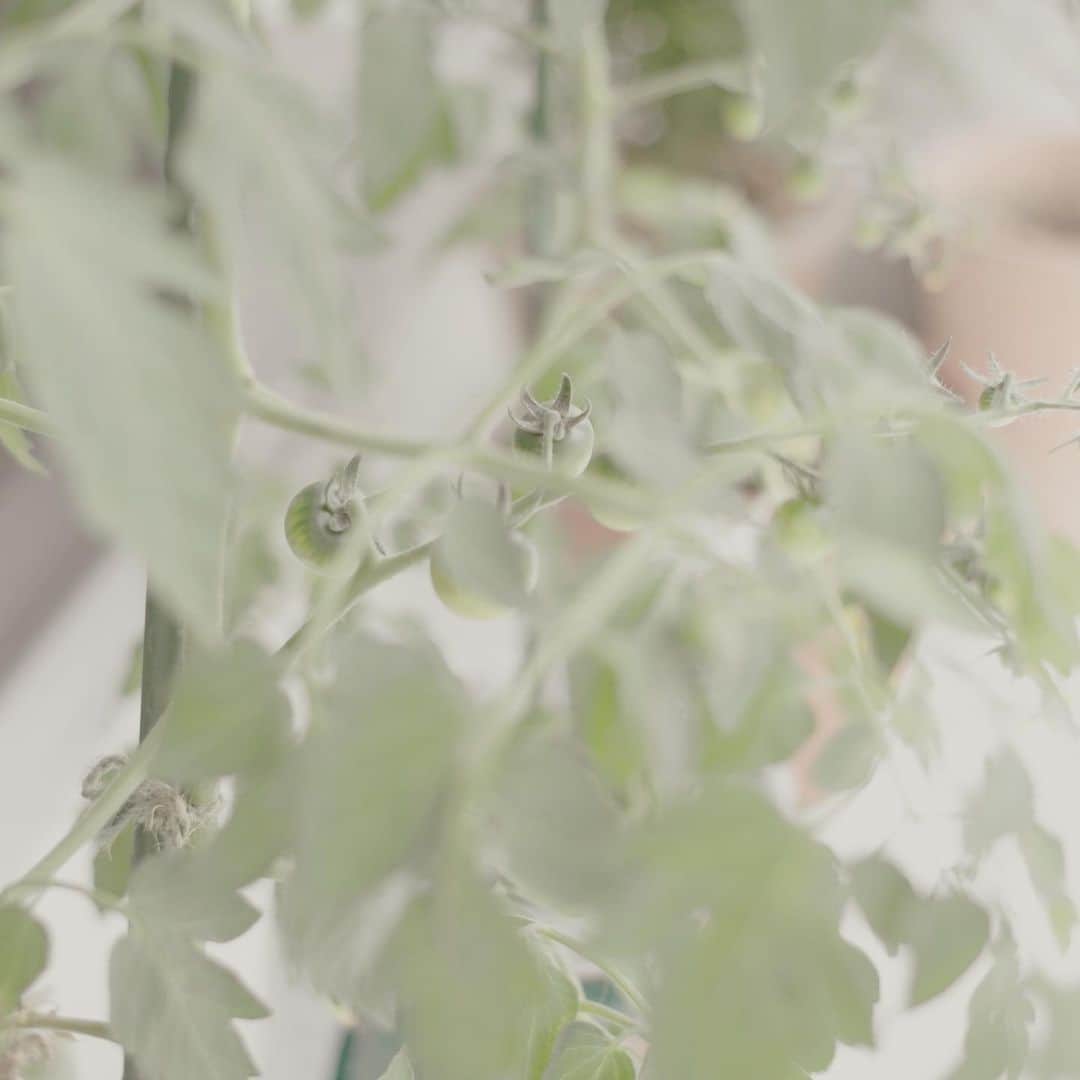 のインスタグラム：「トマト通信🍅 先日 仕事場でいろいろアドバイスをいただいて まずは支柱を低かったものから150センチのものに交換 ぐんぐん伸びて 青い実がたくさんついてきた」