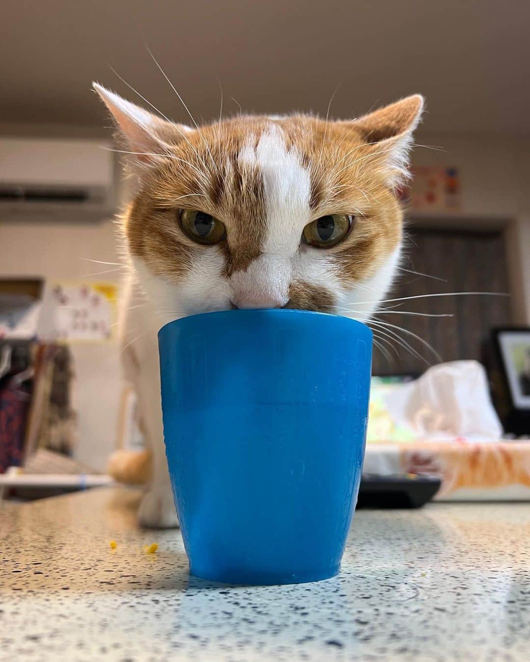 Kachimo Yoshimatsuのインスタグラム：「ひとの水を飲む｡  飲まれた。  #うちの猫ら #猫 #oinari #ねこ #ニャンスタグラム #にゃんすたぐらむ #ねこのきもち #cat #ネコ #catstagram #ネコ部 http://kachimo.exblog.jp」