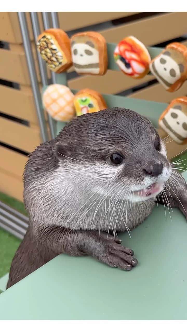 カワウソ コタロー&ハナのインスタグラム：「Hana loves squishy bread🍞🥯🥖 パンパンスパパンハナパーン . .‬ ‪.‬ #カワウソ #コツメカワウソ #カワウソハナ #コタロー  #カワウソコタロー #otter #otters #baby #cute #小動物 #動物 #ペット #pet #かわいい #かわうそ #もふもふ #animal #수달  #귀여워 #水獺 #loutre #lontra #lutra #выдра #นาก #petstagram #otterlove #kotarotheotter #otterkotaro」