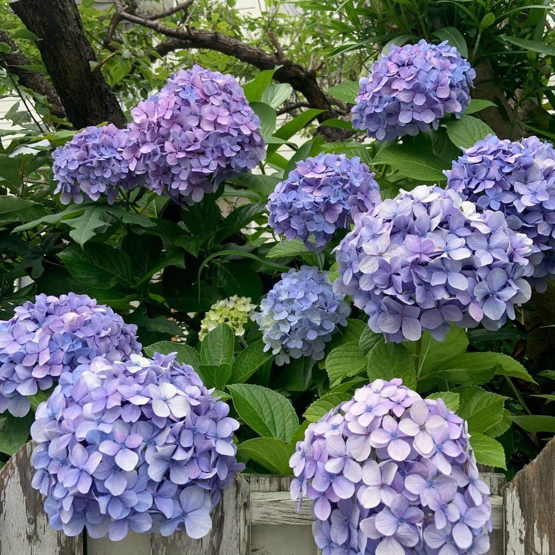 Boseのインスタグラム：「紫陽花の季節になった鎌倉はどこもゲキ混みなので、オモテから少しハズした街中華でランチ。良きっち。 #盛華園 #材木座」