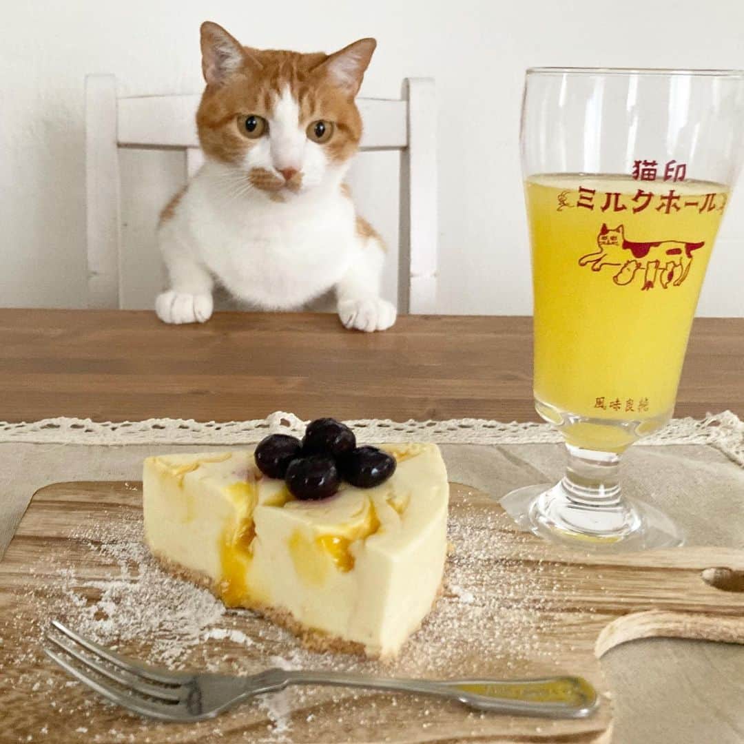 いちタルのインスタグラム：「🐈🐈🐈🐈🐈🐈 カフェ いちごタルト へ ようこそ〜 本日のケーキは お母しゃんお手製の マンゴーレアチーズケーキ とにゃってまちゅ 🐈🐈🐈🐈🐈🐈 #猫 #ねこ #ネコ」