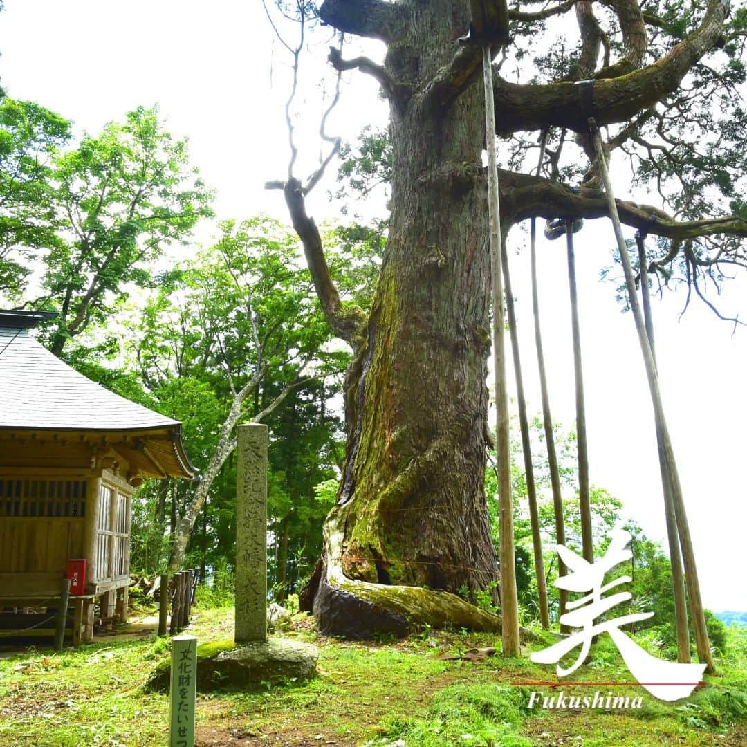 福島県さんのインスタグラム写真 - (福島県Instagram)「【木幡の大スギ（二本松市）】  隠津島（おきつしま）神社境内にあり、高さ20m・幹周り9m以上、推定樹齢800年のスギの巨木で、国の天然記念物に指定されています。  福島県巨木ランキングでも10位に選ばれ、県内でも有数の巨木として知られています。境内には老樹が多く、周囲7m以上のスギ・ヒノキ、4m以上の巨木が広がっております。  圧倒的な存在感の大スギをぜひご覧になってください。  ※写真は過去に撮影したものです。   #木幡の大スギ #国天然記念物 #隠津島神社 #二本松市 #県北地方 #福島県 #nihonmatsucity #fukushima #RealizeFukushima #NotADreamFukushima #ひとつひとつ実現するふくしま」6月21日 17時00分 - realize_fukushima