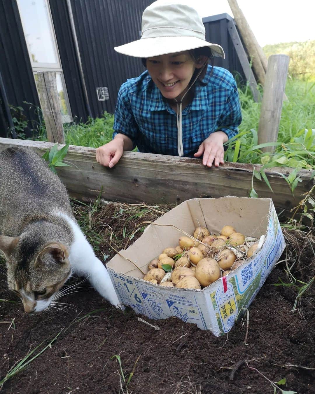 佐藤藍子さんのインスタグラム写真 - (佐藤藍子Instagram)「家にあったジャガイモ  増えるかなぁと思って植えた  増えた  ✨🥔  お馬🐴さんの堆肥の土  大きなミミズさんが住んでいて 良い仕事をしてくれています  箱にある白いのは、沖縄の島らっきょう これまた、余ったのを植えたら増えてた 今回は、おまけで掘り出してしまった  本格的には出来ないけど やはり収穫は嬉しいし 自然のありがたさを知る  あ、にゃんこ🐱は、カイ君 後ろ姿のにゃんこ🐱は、クイちゃん  #ジャガイモ#島らっきょう#馬の堆肥 #猫#catsofinstagram #cats#aikosato#佐藤藍子」6月21日 17時16分 - sato_aiko_official