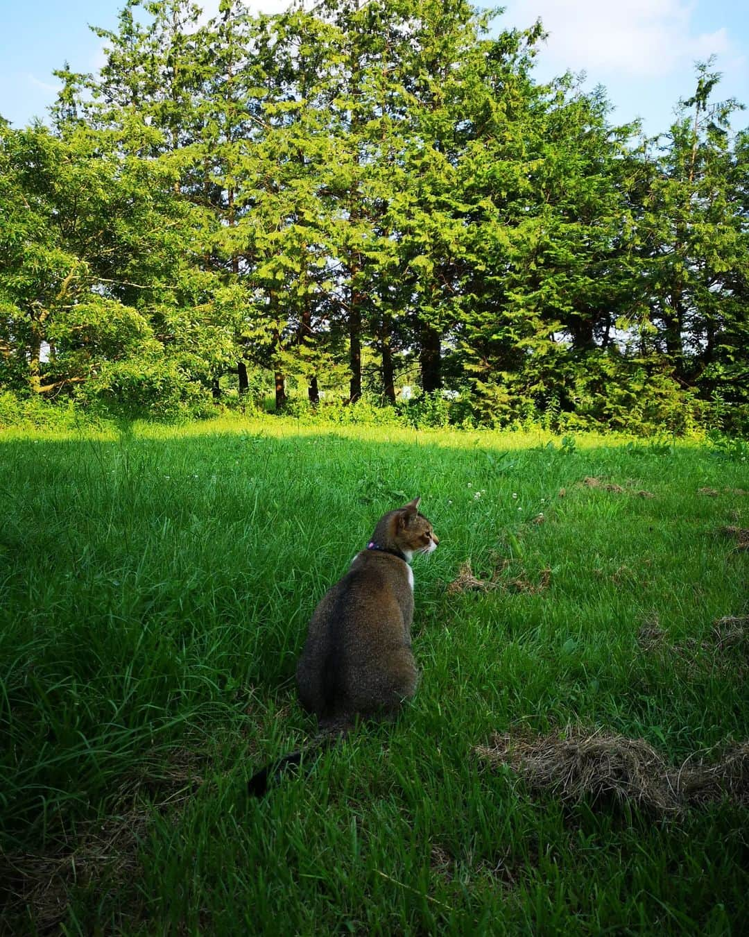 佐藤藍子さんのインスタグラム写真 - (佐藤藍子Instagram)「家にあったジャガイモ  増えるかなぁと思って植えた  増えた  ✨🥔  お馬🐴さんの堆肥の土  大きなミミズさんが住んでいて 良い仕事をしてくれています  箱にある白いのは、沖縄の島らっきょう これまた、余ったのを植えたら増えてた 今回は、おまけで掘り出してしまった  本格的には出来ないけど やはり収穫は嬉しいし 自然のありがたさを知る  あ、にゃんこ🐱は、カイ君 後ろ姿のにゃんこ🐱は、クイちゃん  #ジャガイモ#島らっきょう#馬の堆肥 #猫#catsofinstagram #cats#aikosato#佐藤藍子」6月21日 17時16分 - sato_aiko_official