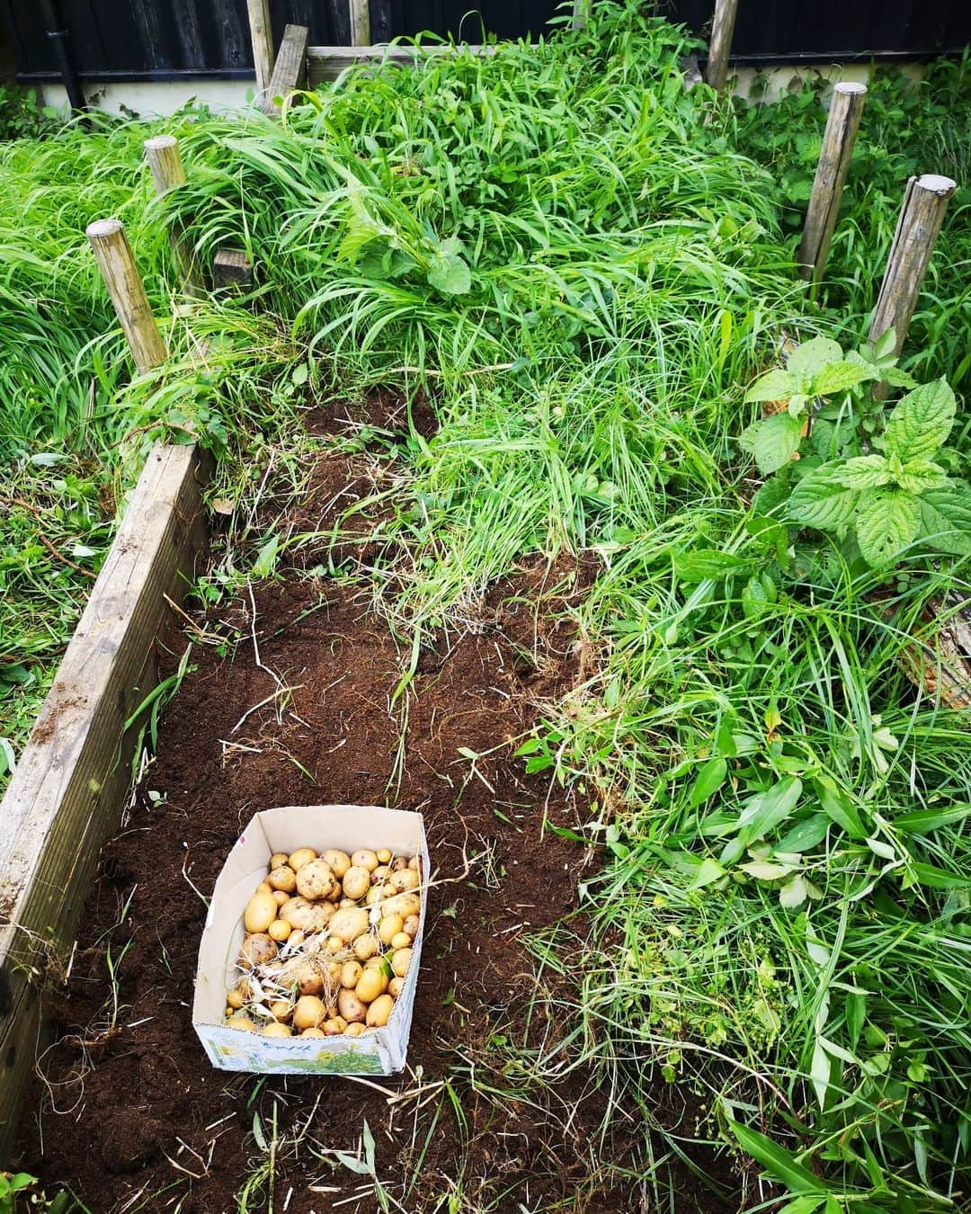 佐藤藍子さんのインスタグラム写真 - (佐藤藍子Instagram)「家にあったジャガイモ  増えるかなぁと思って植えた  増えた  ✨🥔  お馬🐴さんの堆肥の土  大きなミミズさんが住んでいて 良い仕事をしてくれています  箱にある白いのは、沖縄の島らっきょう これまた、余ったのを植えたら増えてた 今回は、おまけで掘り出してしまった  本格的には出来ないけど やはり収穫は嬉しいし 自然のありがたさを知る  あ、にゃんこ🐱は、カイ君 後ろ姿のにゃんこ🐱は、クイちゃん  #ジャガイモ#島らっきょう#馬の堆肥 #猫#catsofinstagram #cats#aikosato#佐藤藍子」6月21日 17時16分 - sato_aiko_official