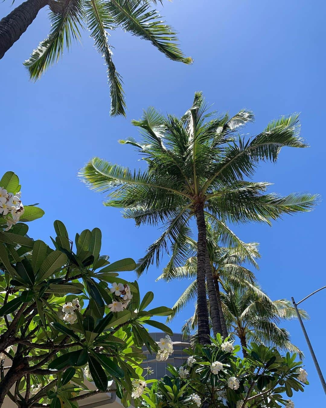 ANNA さんのインスタグラム写真 - (ANNA Instagram)「久しぶりの海外は家族でハワイに来てます🌴🌊  初日は滞在中の食材調達に🍐🥕🚙  気候は最高🌴 娘は日本と変わらず色んな人に絡みまくって絶好調です🥶✨  #1歳女の子ママ #子連れハワイ #WholeFoodsMarket #hawaiitrip」6月21日 17時17分 - anna_flare