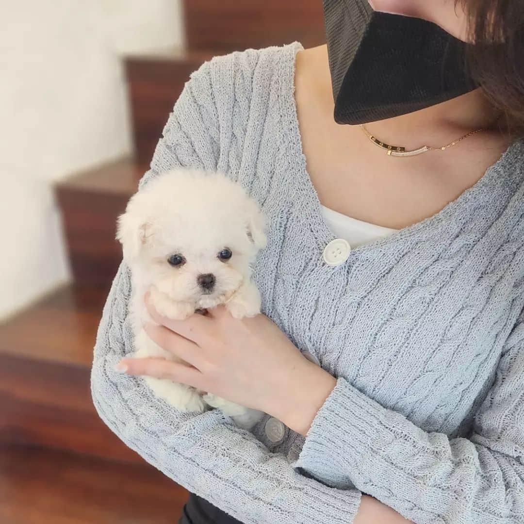 さんのインスタグラム写真 - (Instagram)「Look at this precious little Bichon prince . . 저희는 다양한 강아지를 소유하고있으며, 강아지의 외모와 건강에 최선을 다하고 있습니다. We OWN Each and Every Puppy In Hand We Only Offer the Best in Appearance and Health  . . 베이비몽은 11년동안 운영한 믿을 만한 펫샵으로 많은 한류스타, k팝스타, 셀럽들이 선택한 곳입니다 미니 사이즈,명품견 전문으로  해외,국내에서 이미 유명하며  단 한건의 사고 없이 지금까지 운영해 왔습니다  당신이 원하는 강아지가 있다면 언제든지 연락주세요!!  BabyMong is a reliable pet shop that has been operating in Korea for 11 years. Many K-pop stars, Korean wave stars, and celebrities chose BabyMong. We are specialize in selling mini-cup-sized puppies. We sent many puppies abroad for a long time. And the puppies have been transported safely without a single accident.  Feel free to contact me if you are interested. . . 🇰🇷서울 영등포 본점: 010 8325 0086 영업등록번호: 110111-7609071 주소: 서울시 영등포구 영중로23 대표번호: 1688-4386 📞  text Instagram☎+82-10-2214-0186 Whatsapp +82-10-2214-0186 Wechat babymongoverseas Email : babymongkorea@gmail.com Dm : 📩 Please direct message call me BABYMONG Main Kakao talk ID : babymongkorea . . #비숑 #비숑프리제 #미니비숑 #비숑분양 #비숑전문  #미니비숑전문 #비숑켄넬 #애견 #애견분양 #베이비몽 #서울 #애견 #영등포 #강아지분양 #bichon #bichonfrise #minibichon #bichonfrisé  #teacuppuppy #teacupbichon #bichonsofinstagram  #koreanpuppy #cute #reels #dogstagram #puppylove #puppy」6月21日 17時44分 - babymong