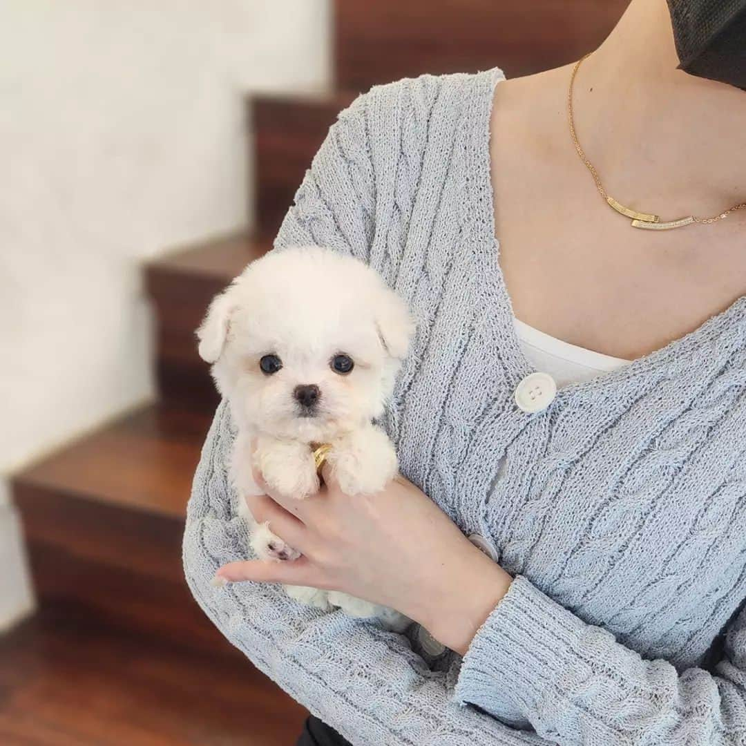 さんのインスタグラム写真 - (Instagram)「Look at this precious little Bichon prince . . 저희는 다양한 강아지를 소유하고있으며, 강아지의 외모와 건강에 최선을 다하고 있습니다. We OWN Each and Every Puppy In Hand We Only Offer the Best in Appearance and Health  . . 베이비몽은 11년동안 운영한 믿을 만한 펫샵으로 많은 한류스타, k팝스타, 셀럽들이 선택한 곳입니다 미니 사이즈,명품견 전문으로  해외,국내에서 이미 유명하며  단 한건의 사고 없이 지금까지 운영해 왔습니다  당신이 원하는 강아지가 있다면 언제든지 연락주세요!!  BabyMong is a reliable pet shop that has been operating in Korea for 11 years. Many K-pop stars, Korean wave stars, and celebrities chose BabyMong. We are specialize in selling mini-cup-sized puppies. We sent many puppies abroad for a long time. And the puppies have been transported safely without a single accident.  Feel free to contact me if you are interested. . . 🇰🇷서울 영등포 본점: 010 8325 0086 영업등록번호: 110111-7609071 주소: 서울시 영등포구 영중로23 대표번호: 1688-4386 📞  text Instagram☎+82-10-2214-0186 Whatsapp +82-10-2214-0186 Wechat babymongoverseas Email : babymongkorea@gmail.com Dm : 📩 Please direct message call me BABYMONG Main Kakao talk ID : babymongkorea . . #비숑 #비숑프리제 #미니비숑 #비숑분양 #비숑전문  #미니비숑전문 #비숑켄넬 #애견 #애견분양 #베이비몽 #서울 #애견 #영등포 #강아지분양 #bichon #bichonfrise #minibichon #bichonfrisé  #teacuppuppy #teacupbichon #bichonsofinstagram  #koreanpuppy #cute #reels #dogstagram #puppylove #puppy」6月21日 17時44分 - babymong