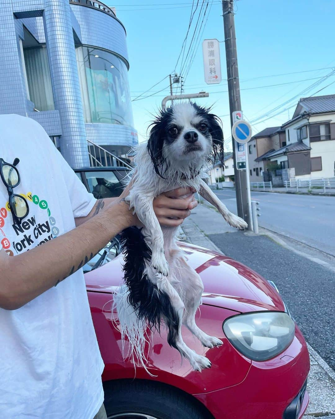 中島潮里さんのインスタグラム写真 - (中島潮里Instagram)「【わんこ用シャンプーバー🐾】 @snowfoxskincarejapan からわんこ用のシャンプーバーがでた！🧼 . ヴィーガンでナチュラルな成分を使⽤しており、合成界⾯活性剤を⼀切使⽤していないので敏感肌の子にも使える低刺激処⽅のシャンプー＆コンデイショナーバー。 . 香りもナチュラルなフレグランスでさっぱりしていて使いやすいです🧡  . . #snowfoxskincare#ビーガンスキンケア#ヴィーガンスキンケア#ヴィーガンコスメ#シャンプーパー#ペット用シャンプー#エシカルな暮らし#スノーフォックススキンケア#わんこの日常#わんこケア#ダルメシアンコーデ#ダルメシアン柄#ダルメシアンのいる暮らし#mix犬好きな人と繋がりたい」6月21日 17時50分 - whyte_shiori