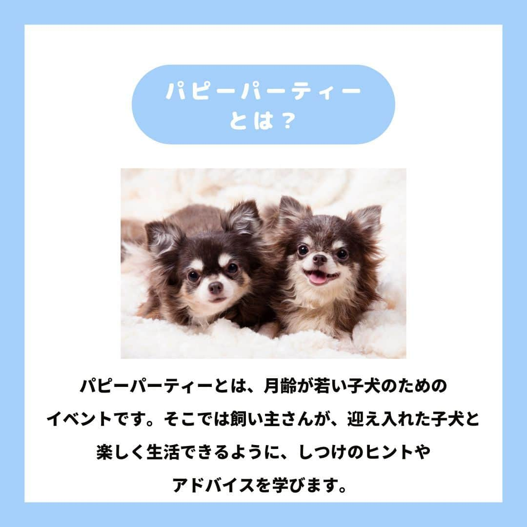 PET'S ALL RIGHT 【公式】さんのインスタグラム写真 - (PET'S ALL RIGHT 【公式】Instagram)「@pets_all_right👈他の投稿はこちらから！  ＜パピーパーティーって何？＞  パピーパーティーとは、月齢が若い子犬のためのイベントです。  飼い主さんが、迎い入れた子犬と楽しく生活できるように、しつけのヒントやアドバイスを学ぶことができる貴重な場です。  子犬という限られた時だからこそ、ぜひお近くで開催されている場合は参加を検討してみてはいかがでしょうか⁉️🐶  ---  💎自己紹介  ⭐️ペットとの生活における豆知識 ⭐️私、僕たちのわんちゃんねこちゃん ⭐️獣医師、トレーナーによるアドバイス  などをご紹介しています  「この情報役に立つ！」 「私・僕たちのわんちゃんねこちゃんを紹介してほしい！」  と思ったそこのあなた！！  いいね・コメント・保存・フォローお待ちしております🔥  他にもいろいろ役立つ情報やかわいいわんちゃんねこちゃんを ご紹介しているので、プロフィールからチェックしてみてね！！  @pets_all_right  姉妹アカウントWan!Passでは ワンちゃんとのお出かけ・旅行情報を発信中🚗³₃ @wanpass2022  ---  #ペッツオーライ #犬 #いぬ #いぬすたぐらむ #ふわもこ部 #愛犬 #わんこ #犬のいる暮らし #犬のいる生活 #いぬのきもち #犬好きな人と繋がりたい #inustagram #ペット #いぬバカ部  #わんこ部 #わんこ大好き #犬部 #犬好き部 #いぬだいすき #いぬがいる暮らし #わんちゃん好きな人と繋がりたい #わんちゃんのいる暮らし #わんちゃん好きと繋がりたい #犬スタグラム #いぬぐみ #パピーパーティー #犬しつけ #犬しつけ教室 #犬しつけ相談 #子犬のしつけ」6月21日 18時00分 - pets_all_right