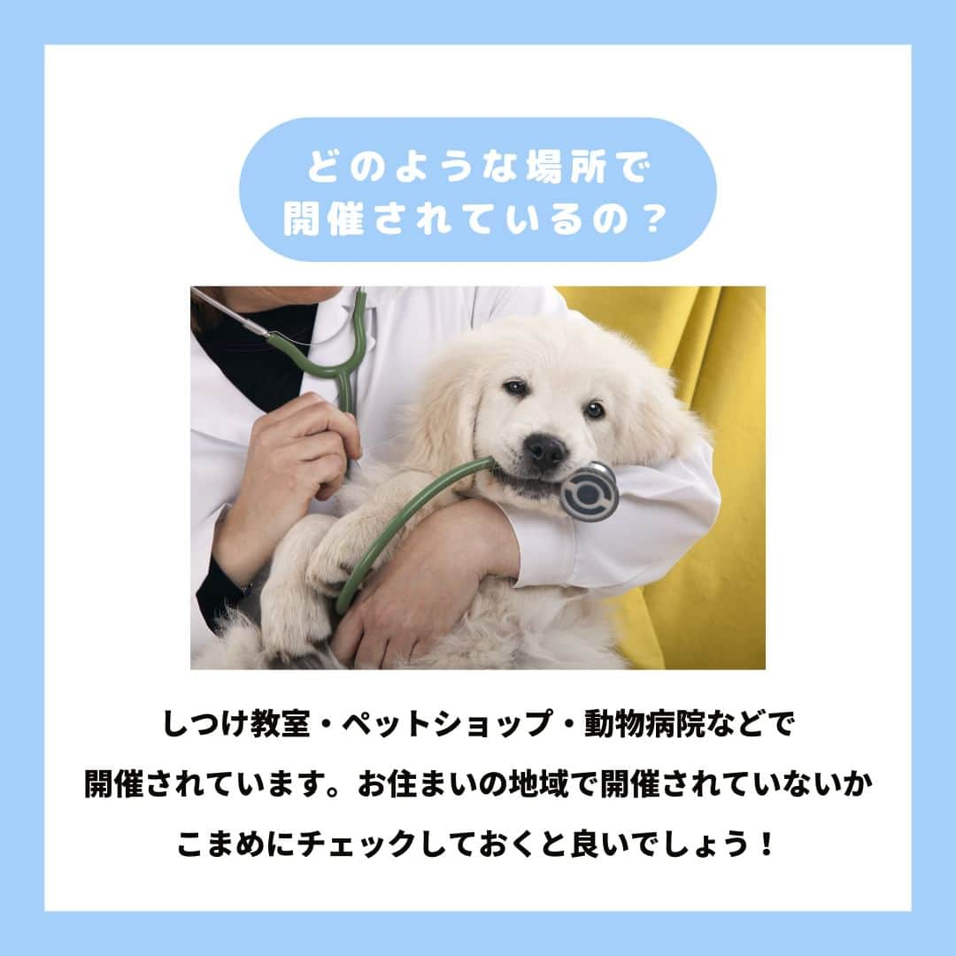 PET'S ALL RIGHT 【公式】さんのインスタグラム写真 - (PET'S ALL RIGHT 【公式】Instagram)「@pets_all_right👈他の投稿はこちらから！  ＜パピーパーティーって何？＞  パピーパーティーとは、月齢が若い子犬のためのイベントです。  飼い主さんが、迎い入れた子犬と楽しく生活できるように、しつけのヒントやアドバイスを学ぶことができる貴重な場です。  子犬という限られた時だからこそ、ぜひお近くで開催されている場合は参加を検討してみてはいかがでしょうか⁉️🐶  ---  💎自己紹介  ⭐️ペットとの生活における豆知識 ⭐️私、僕たちのわんちゃんねこちゃん ⭐️獣医師、トレーナーによるアドバイス  などをご紹介しています  「この情報役に立つ！」 「私・僕たちのわんちゃんねこちゃんを紹介してほしい！」  と思ったそこのあなた！！  いいね・コメント・保存・フォローお待ちしております🔥  他にもいろいろ役立つ情報やかわいいわんちゃんねこちゃんを ご紹介しているので、プロフィールからチェックしてみてね！！  @pets_all_right  姉妹アカウントWan!Passでは ワンちゃんとのお出かけ・旅行情報を発信中🚗³₃ @wanpass2022  ---  #ペッツオーライ #犬 #いぬ #いぬすたぐらむ #ふわもこ部 #愛犬 #わんこ #犬のいる暮らし #犬のいる生活 #いぬのきもち #犬好きな人と繋がりたい #inustagram #ペット #いぬバカ部  #わんこ部 #わんこ大好き #犬部 #犬好き部 #いぬだいすき #いぬがいる暮らし #わんちゃん好きな人と繋がりたい #わんちゃんのいる暮らし #わんちゃん好きと繋がりたい #犬スタグラム #いぬぐみ #パピーパーティー #犬しつけ #犬しつけ教室 #犬しつけ相談 #子犬のしつけ」6月21日 18時00分 - pets_all_right