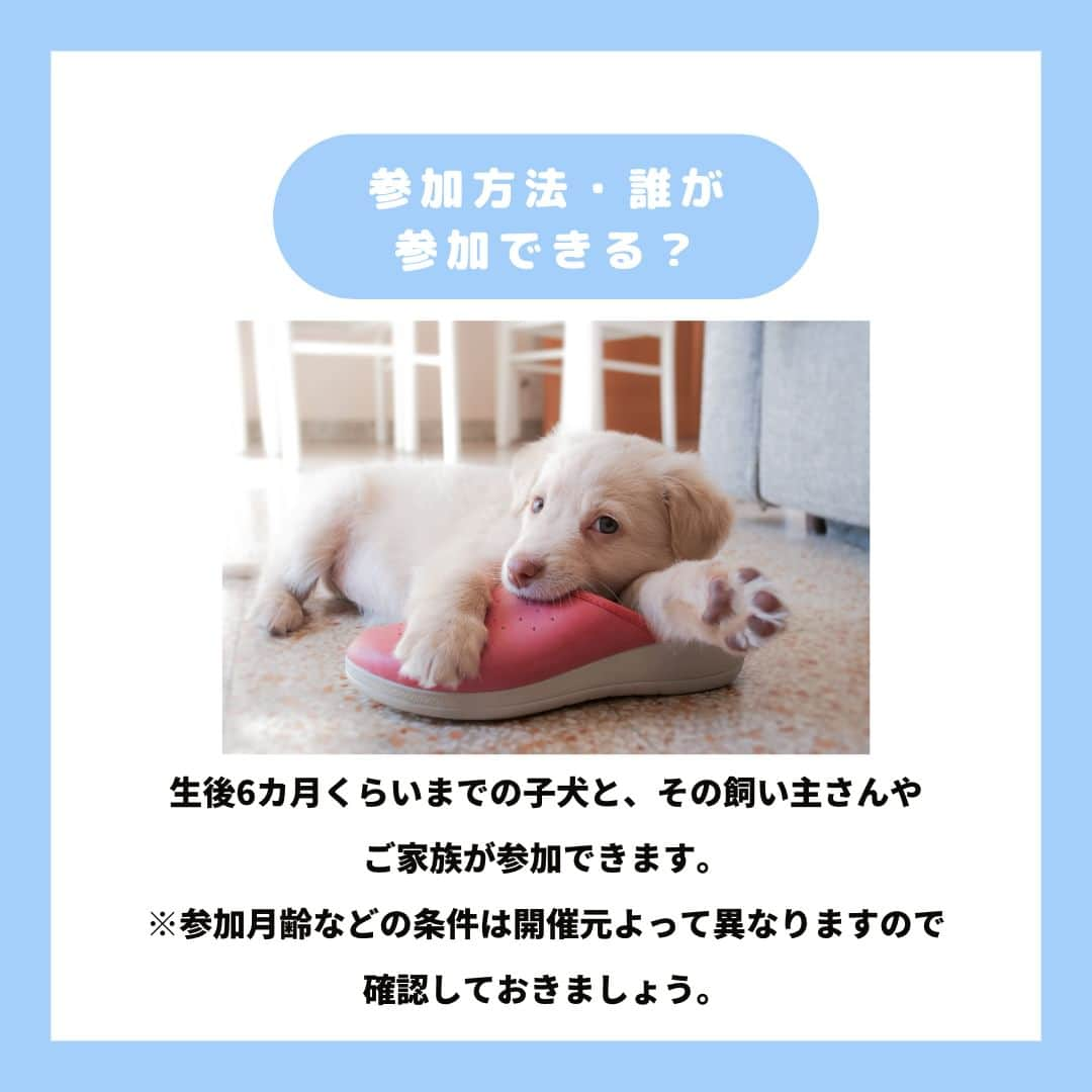 PET'S ALL RIGHT 【公式】さんのインスタグラム写真 - (PET'S ALL RIGHT 【公式】Instagram)「@pets_all_right👈他の投稿はこちらから！  ＜パピーパーティーって何？＞  パピーパーティーとは、月齢が若い子犬のためのイベントです。  飼い主さんが、迎い入れた子犬と楽しく生活できるように、しつけのヒントやアドバイスを学ぶことができる貴重な場です。  子犬という限られた時だからこそ、ぜひお近くで開催されている場合は参加を検討してみてはいかがでしょうか⁉️🐶  ---  💎自己紹介  ⭐️ペットとの生活における豆知識 ⭐️私、僕たちのわんちゃんねこちゃん ⭐️獣医師、トレーナーによるアドバイス  などをご紹介しています  「この情報役に立つ！」 「私・僕たちのわんちゃんねこちゃんを紹介してほしい！」  と思ったそこのあなた！！  いいね・コメント・保存・フォローお待ちしております🔥  他にもいろいろ役立つ情報やかわいいわんちゃんねこちゃんを ご紹介しているので、プロフィールからチェックしてみてね！！  @pets_all_right  姉妹アカウントWan!Passでは ワンちゃんとのお出かけ・旅行情報を発信中🚗³₃ @wanpass2022  ---  #ペッツオーライ #犬 #いぬ #いぬすたぐらむ #ふわもこ部 #愛犬 #わんこ #犬のいる暮らし #犬のいる生活 #いぬのきもち #犬好きな人と繋がりたい #inustagram #ペット #いぬバカ部  #わんこ部 #わんこ大好き #犬部 #犬好き部 #いぬだいすき #いぬがいる暮らし #わんちゃん好きな人と繋がりたい #わんちゃんのいる暮らし #わんちゃん好きと繋がりたい #犬スタグラム #いぬぐみ #パピーパーティー #犬しつけ #犬しつけ教室 #犬しつけ相談 #子犬のしつけ」6月21日 18時00分 - pets_all_right