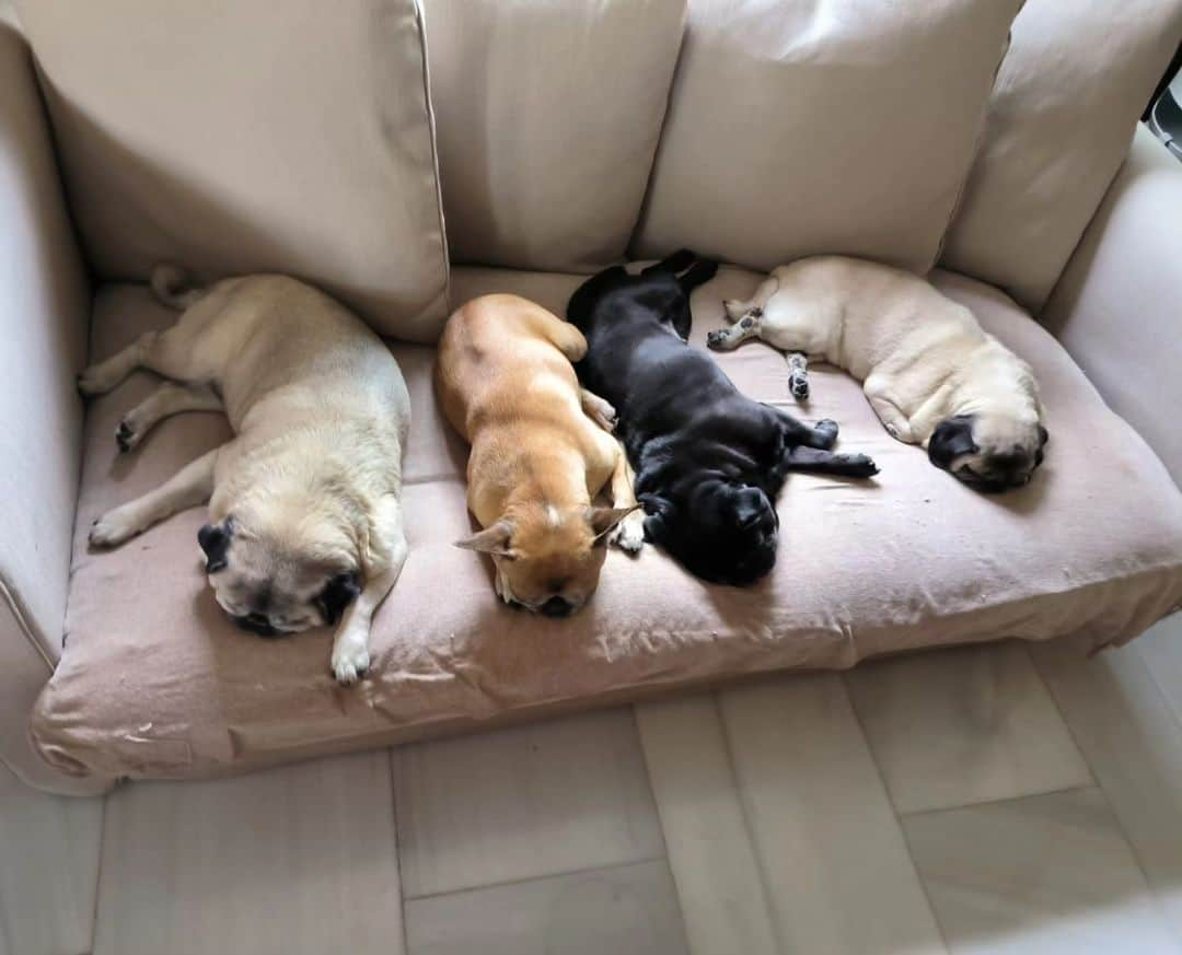 Nikitaさんのインスタグラム写真 - (NikitaInstagram)「Pug_nikita la familia」6月22日 3時59分 - pug_nikita