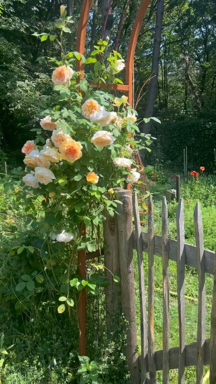 ドウツェン・クロースのインスタグラム：「After yesterday’s rain I have to show you a glimpse of my vegetable and wild flower garden in full bloom💫 so grateful for the co creation with Mother Nature #happysummersolstice」