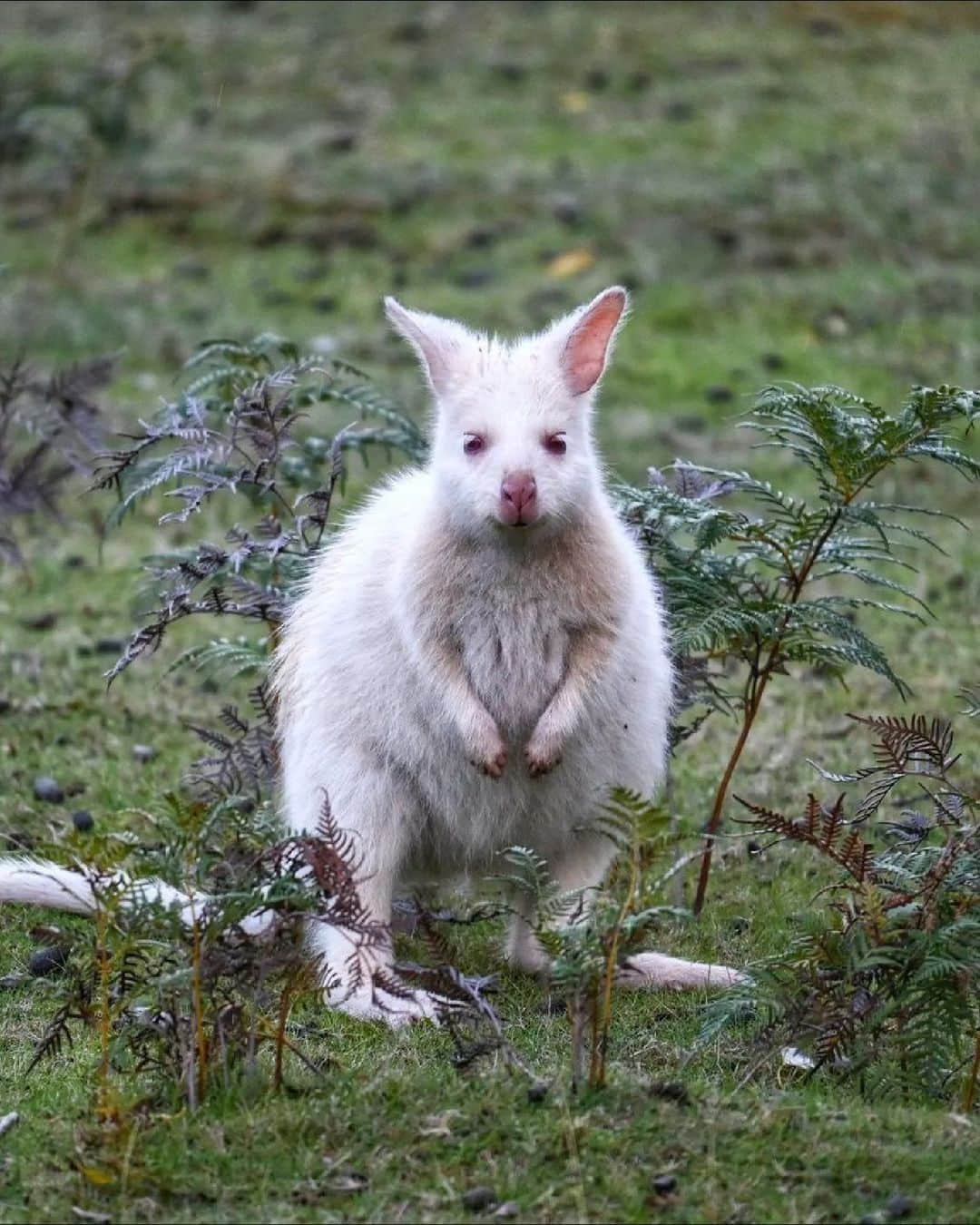 Australiaさんのインスタグラム写真 - (AustraliaInstagram)「If you're looking for another reason to visit @tasmania, here is a seriously cute one 🤍 @girlofhobart captured this little fella on Tassie's #BrunyIsland, which is home to a small population of rare white wallabies. Located off the coast of nipaluna (@hobartandbeyond), this island is best known for its coastal walks, wildlife and outstanding produce. If you want to experience it all, join a tour with @pennicottjourneys or @brunyislandsafaris. #seeaustralia #comeandsaygday #discovertasmania」6月22日 5時00分 - australia