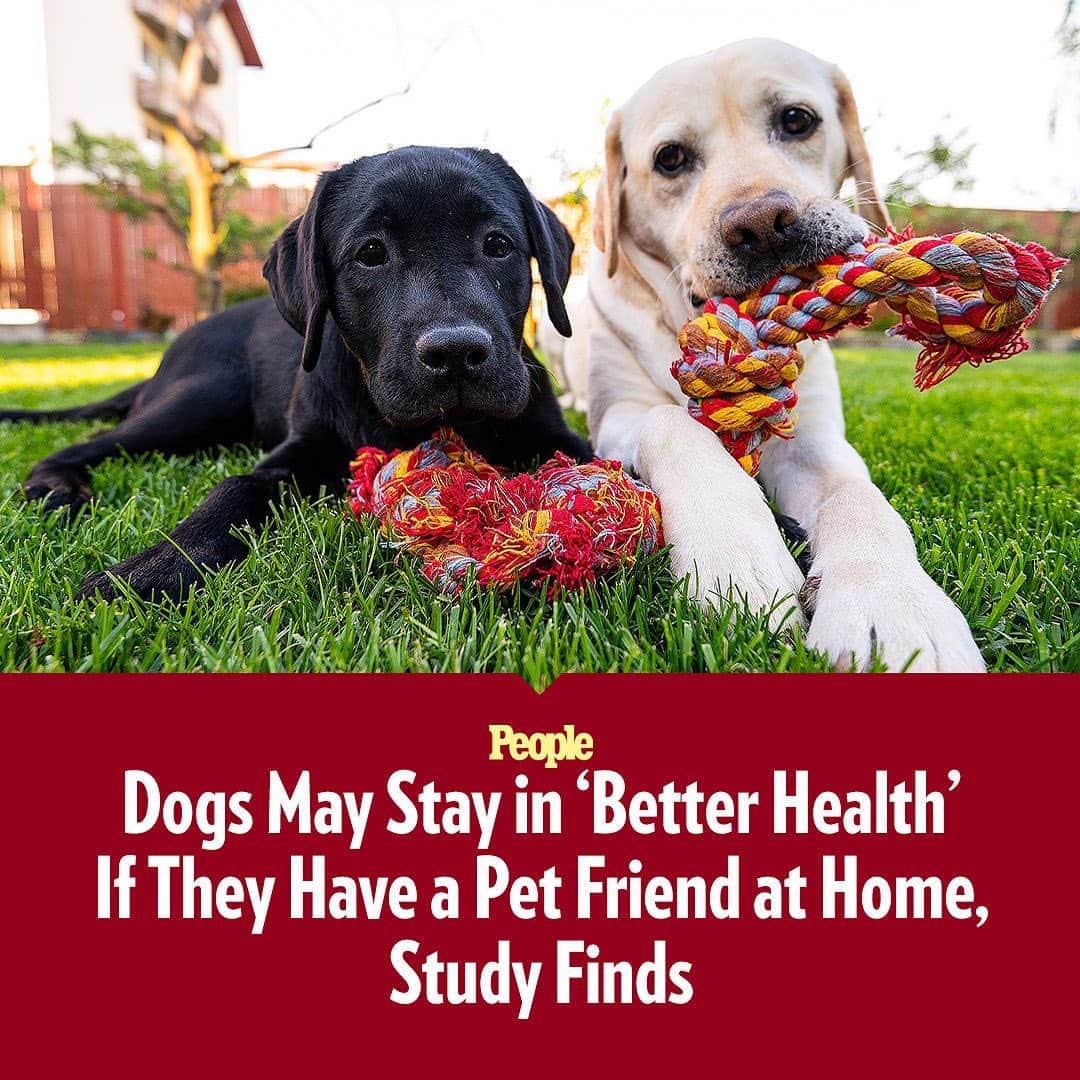 People Magazineさんのインスタグラム写真 - (People MagazineInstagram)「The key to keeping your beloved dog healthy could be adding another furry friend to your home. ❤️ A recent study by the Dog Aging Project found that dogs who get routine social interaction from living with another canine are associated with "better health" outcomes than dogs with access to less socialization. 🐶 Get all the details at the link in our bio. | 📷: Getty」6月22日 5時00分 - people