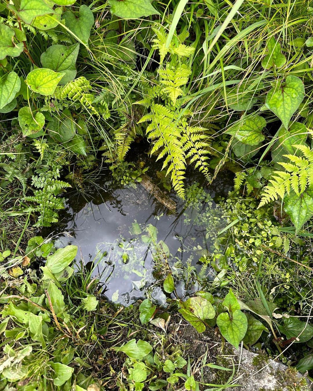 早坂香須子さんのインスタグラム写真 - (早坂香須子Instagram)「夏至のアーシング✨✨✨✨  ニュージーランドでのパーマカルチャーWWOOF体験から、自然農で稲作プロジェクトをスタートした森のご近所さん・ハルちゃんの田んぼに入らせてもらった。  湧水と泥と虫たちと、最高のヒーリング体験をありがとう🌾✨💚🌱✨  ハルちゃんの実験畑では、美しい星型の花ボリジ（ルリジサ）と出会った。勇気を与えてくれる薬草ボリジは、化粧品原料として幾度となく使ってきた素材だったけど、顔を合わせて出会い直した気持ち。  森に暮らしても畑や田んぼまでは… と思っていたけれど、素敵なローカルの皆様のおかげで、夢広がってます✨」6月21日 20時10分 - kazukovalentine