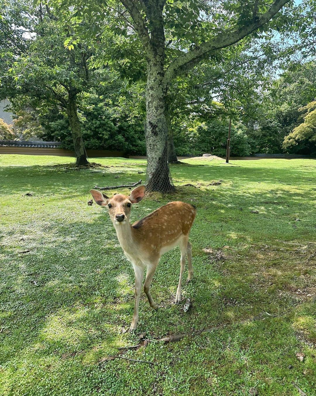 Marika Kajiwaraさんのインスタグラム写真 - (Marika KajiwaraInstagram)「小学生ぶりの奈良公園🦌🧡 鹿せんべい持ってたら みんな追いかけて来るし噛んでくるし 強めの頭突きしてくるし 可愛すぎた🥺💓💓 ＊ やっぱり動物がいちばんの癒し✨ ＊ ＊ ＊ #japan #奈良 #奈良公園 #旅行 #女子旅 #タビジョ #trip #tabijyo #traveler #marika_trip」6月21日 20時08分 - marika__kw